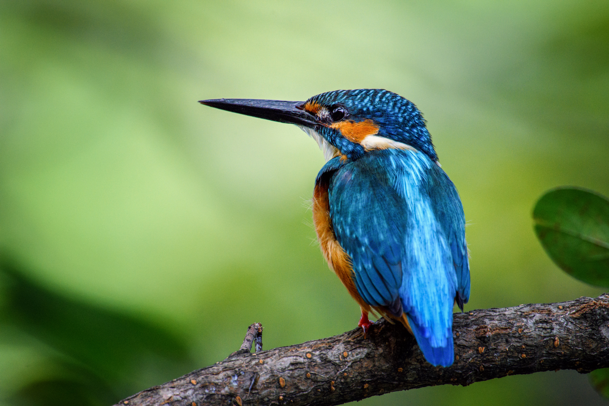 Nikon D7200 + Nikon AF-S Nikkor 600mm F4G ED VR sample photo. Kingfisher photography