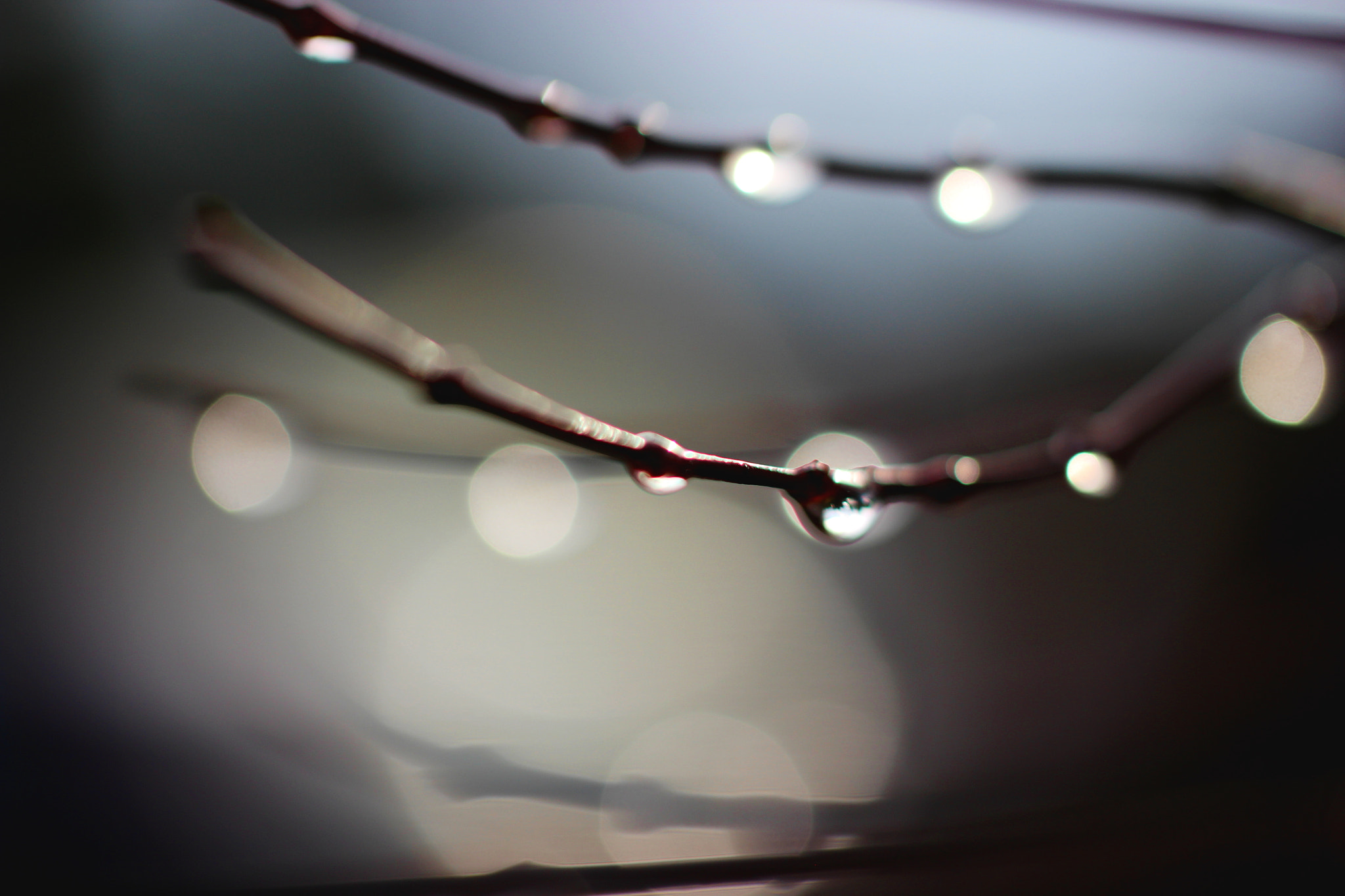 Tamron SP AF 60mm F2 Di II LD IF Macro sample photo. Pearls photography