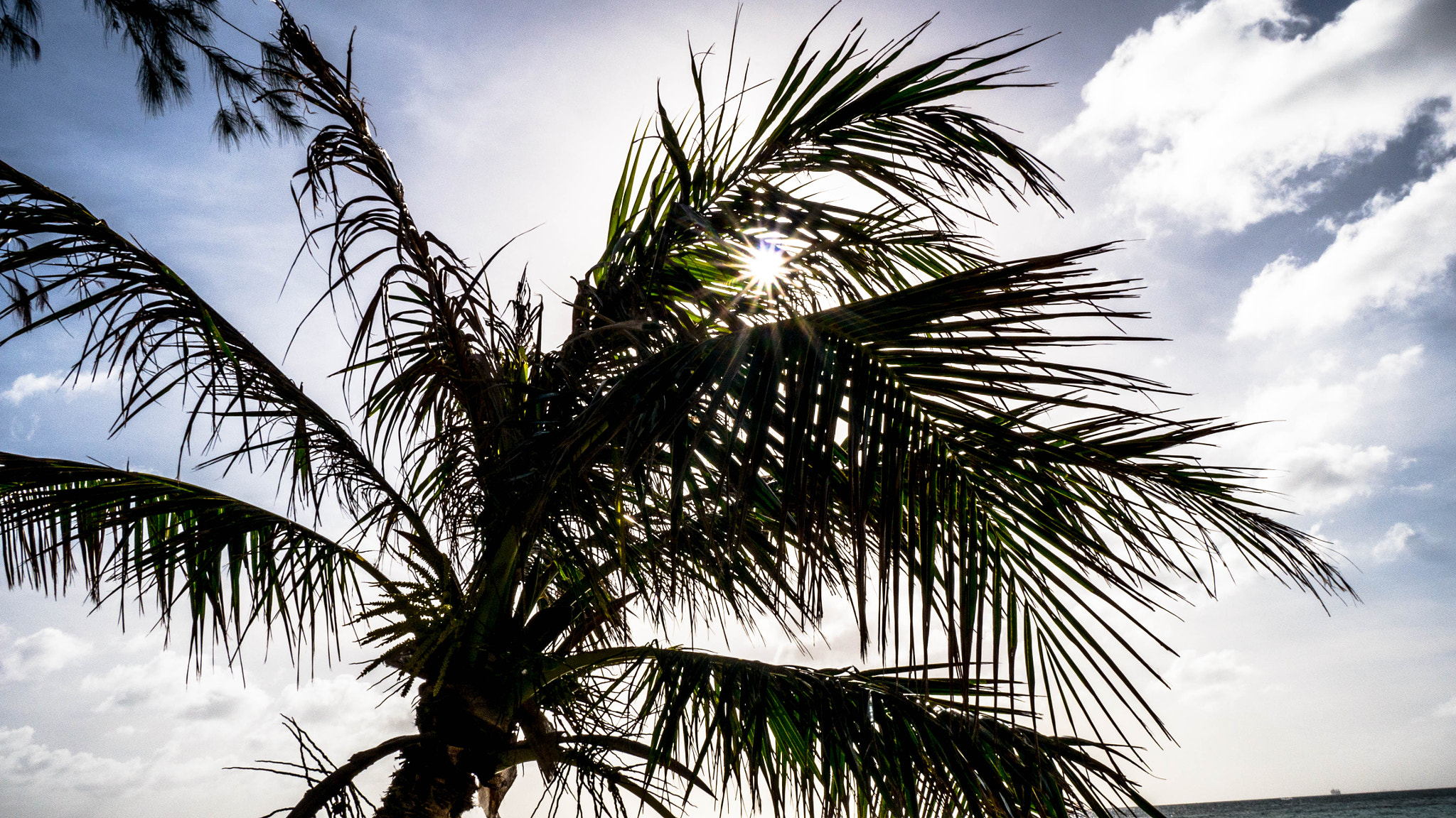 LUMIX G VARIO PZ 14-42/F3.5-5.6 sample photo. Sun and coconut photography