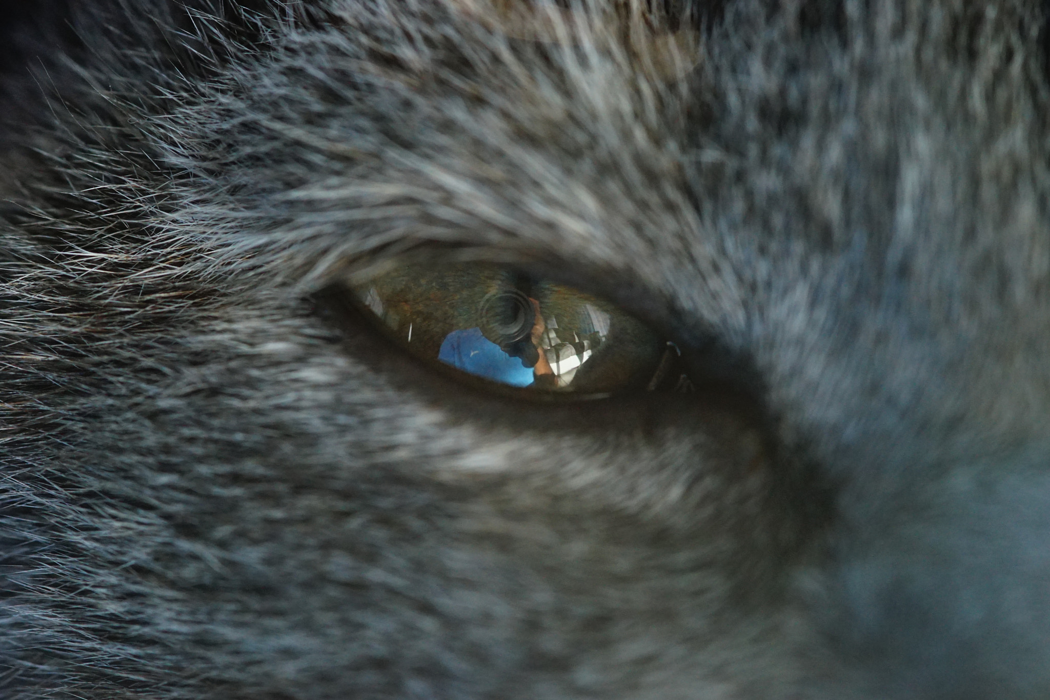 Sony a7 + Sigma AF 105mm F2.8 EX [DG] Macro sample photo. Cat's eyes photography
