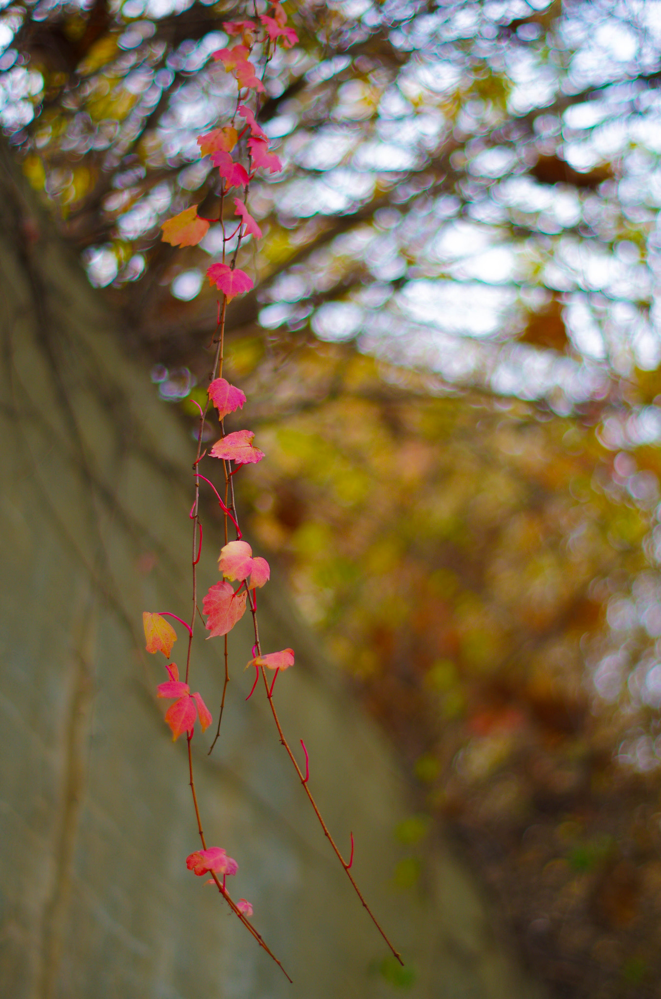 Pentax K-5 II + Pentax smc DA 50mm F1.8 sample photo. End of autumn photography