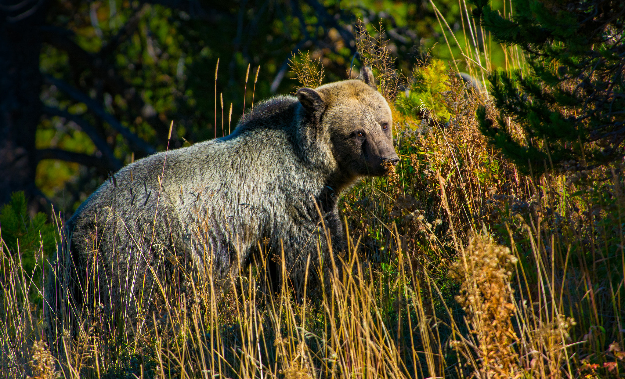 Nikon D7100 + AF-S Nikkor 300mm f/2.8D IF-ED II sample photo. Grizzly photography