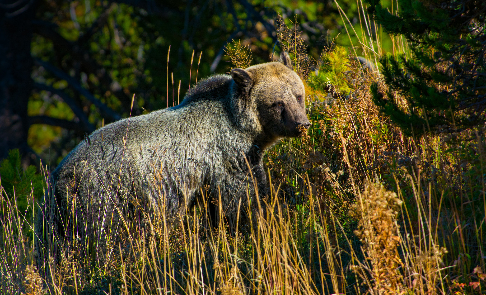 AF-S Nikkor 300mm f/2.8D IF-ED II sample photo. Grizzly photography