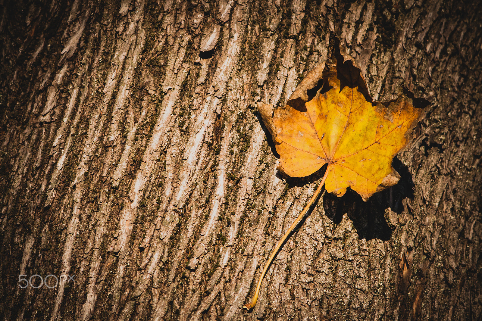 Canon EOS 30D sample photo. Leave(s) me alone! photography