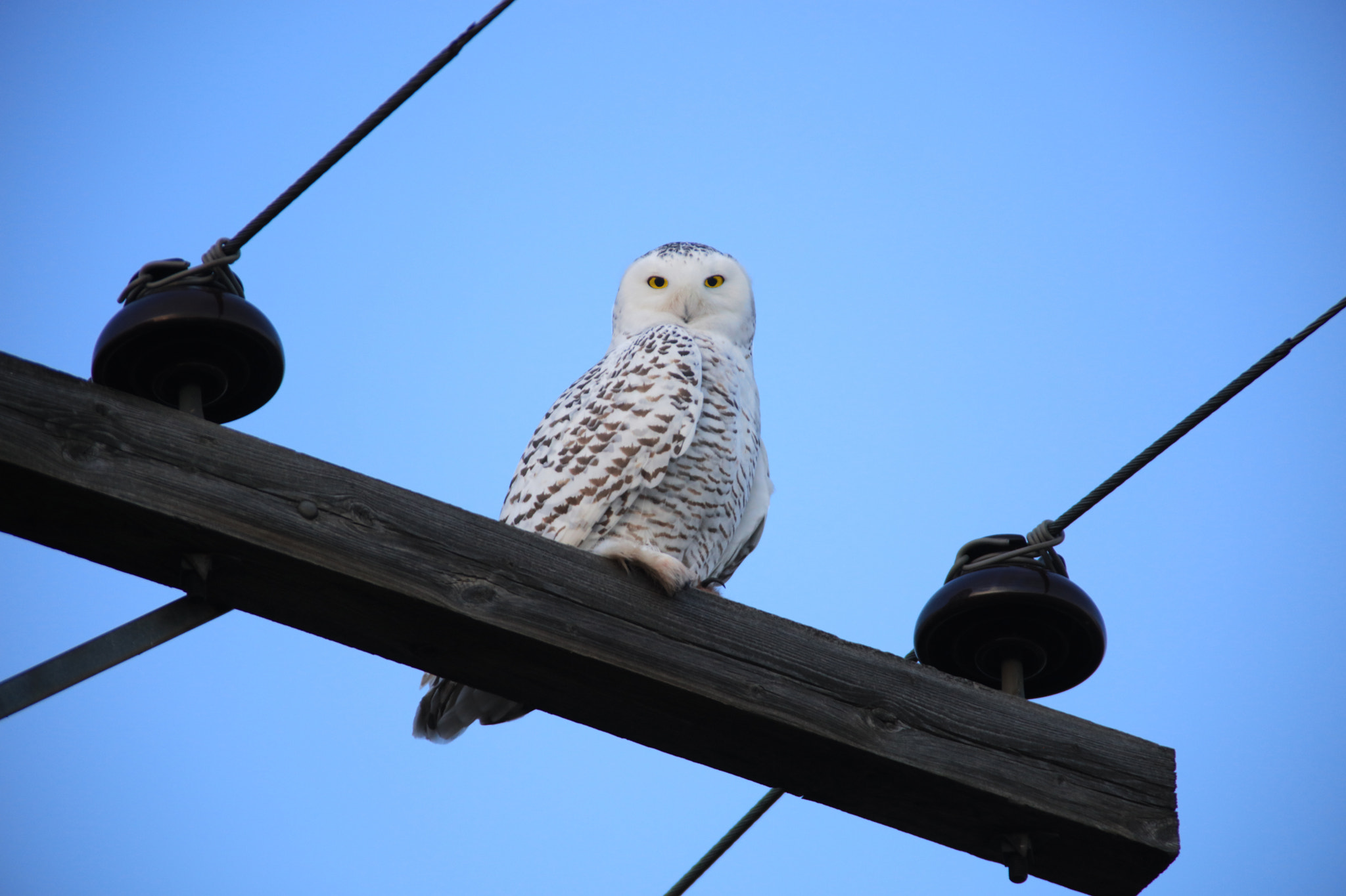 Canon EOS 5DS sample photo. King of the sky photography