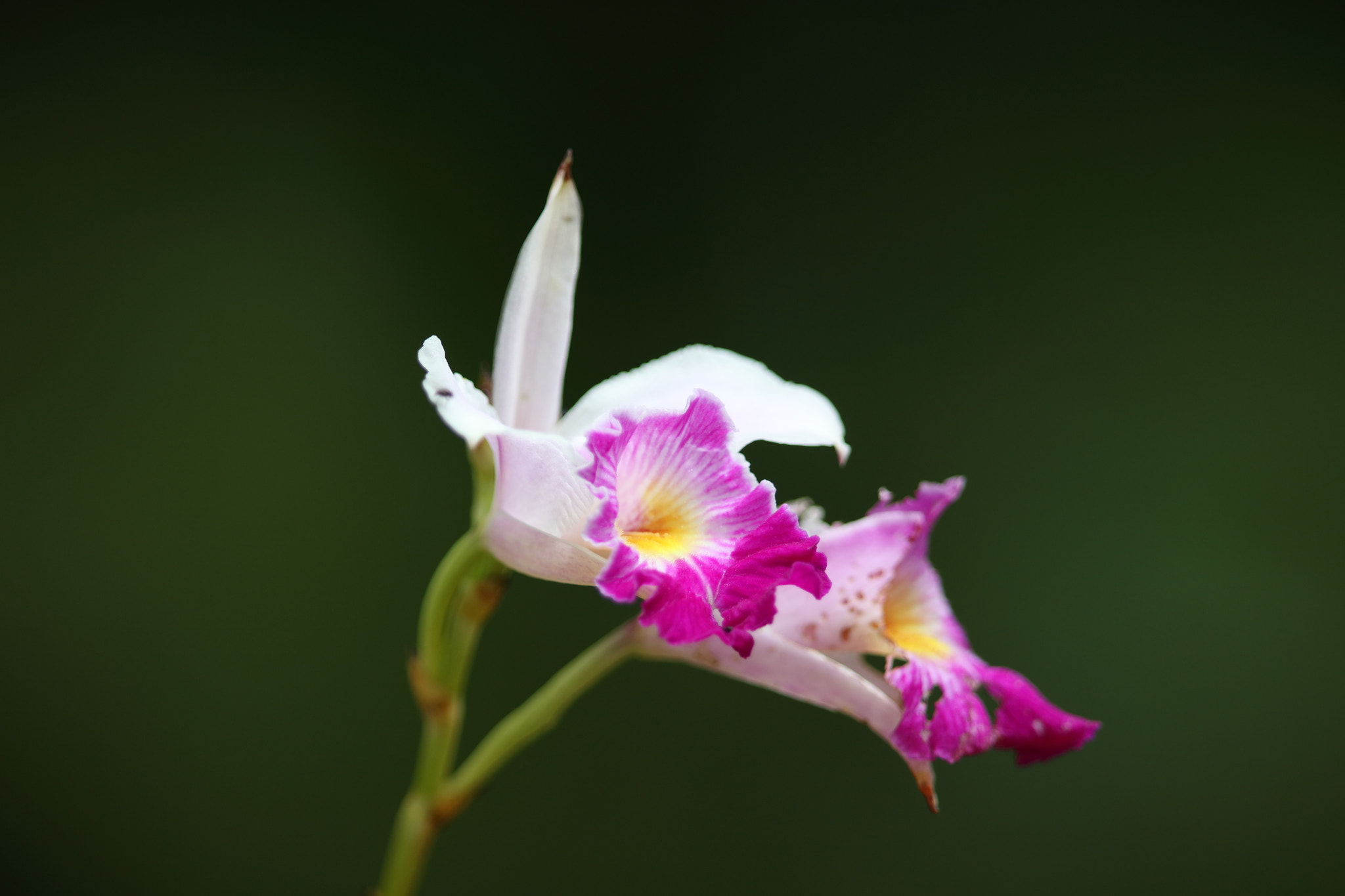 Canon EF 400mm F2.8L IS II USM sample photo. Orchid photography