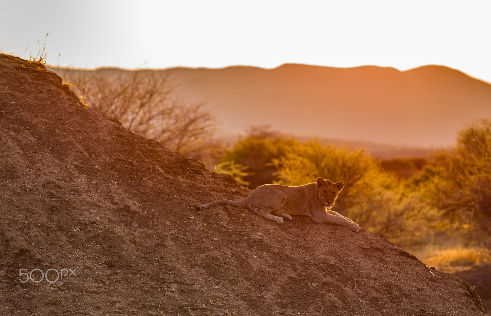 Apo-Macro-Summarit-S 120 sample photo. Namibia 2015 photography