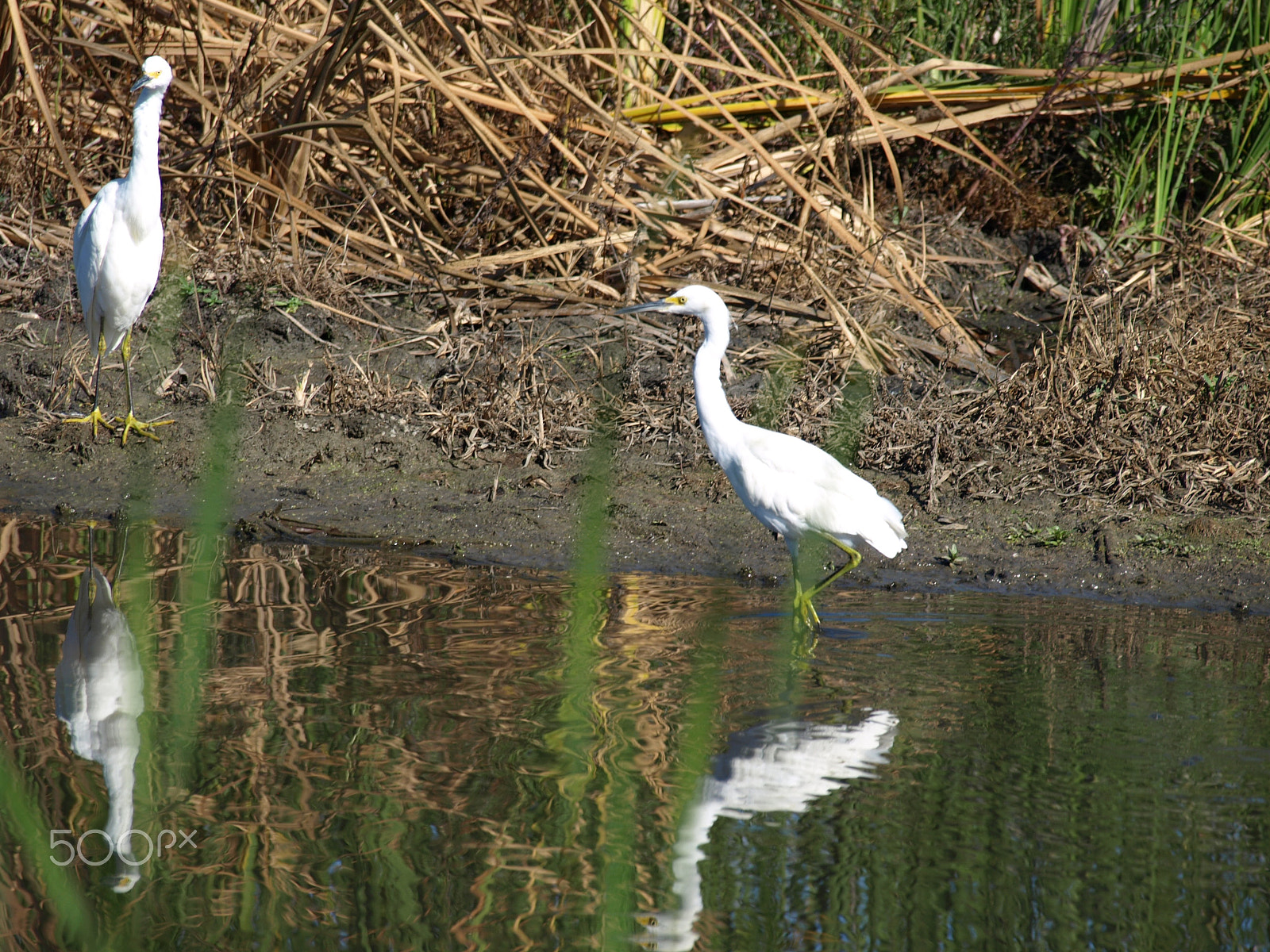 Olympus Zuiko Digital ED 40-150mm F4.0-5.6 sample photo. Cranes at coyote hills in california photography