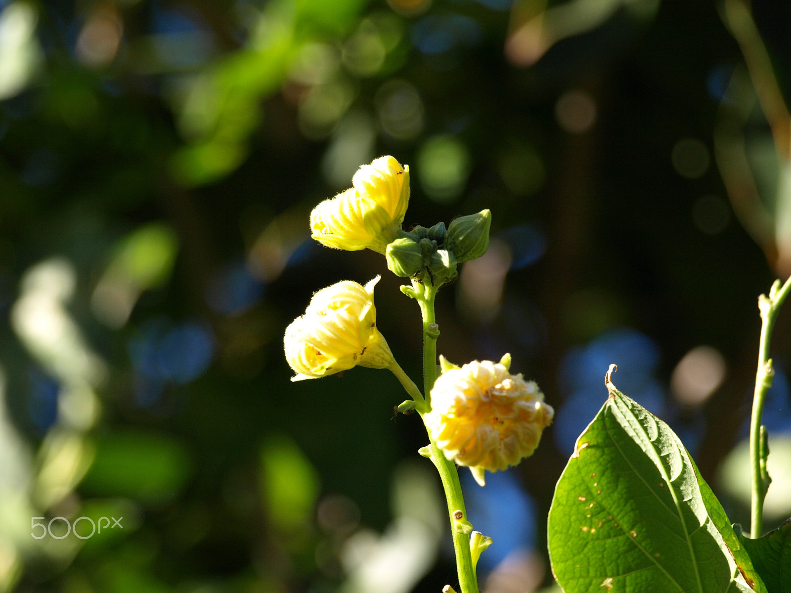 Olympus E-410 (EVOLT E-410) sample photo. Yellow flowers photography