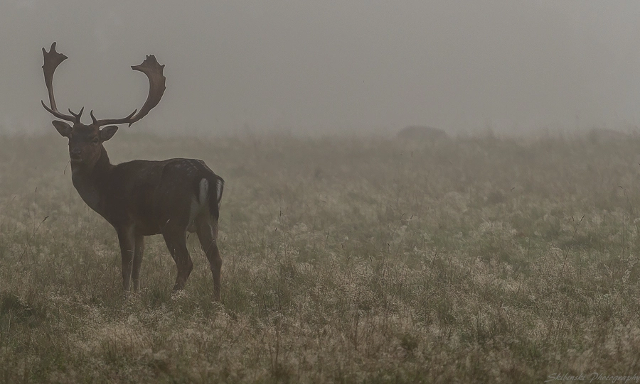 Canon EOS 100D (EOS Rebel SL1 / EOS Kiss X7) + Canon EF 70-200mm F4L USM sample photo. Oh, deer! photography