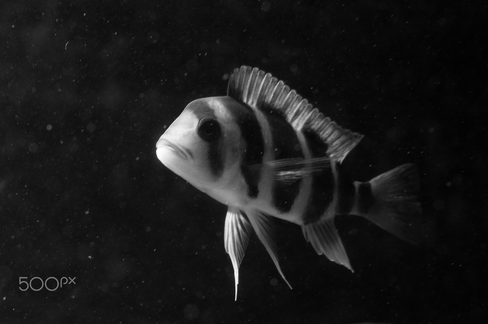 Sony SLT-A57 + Sony 50mm F2.8 Macro sample photo. Another b/w fish photography