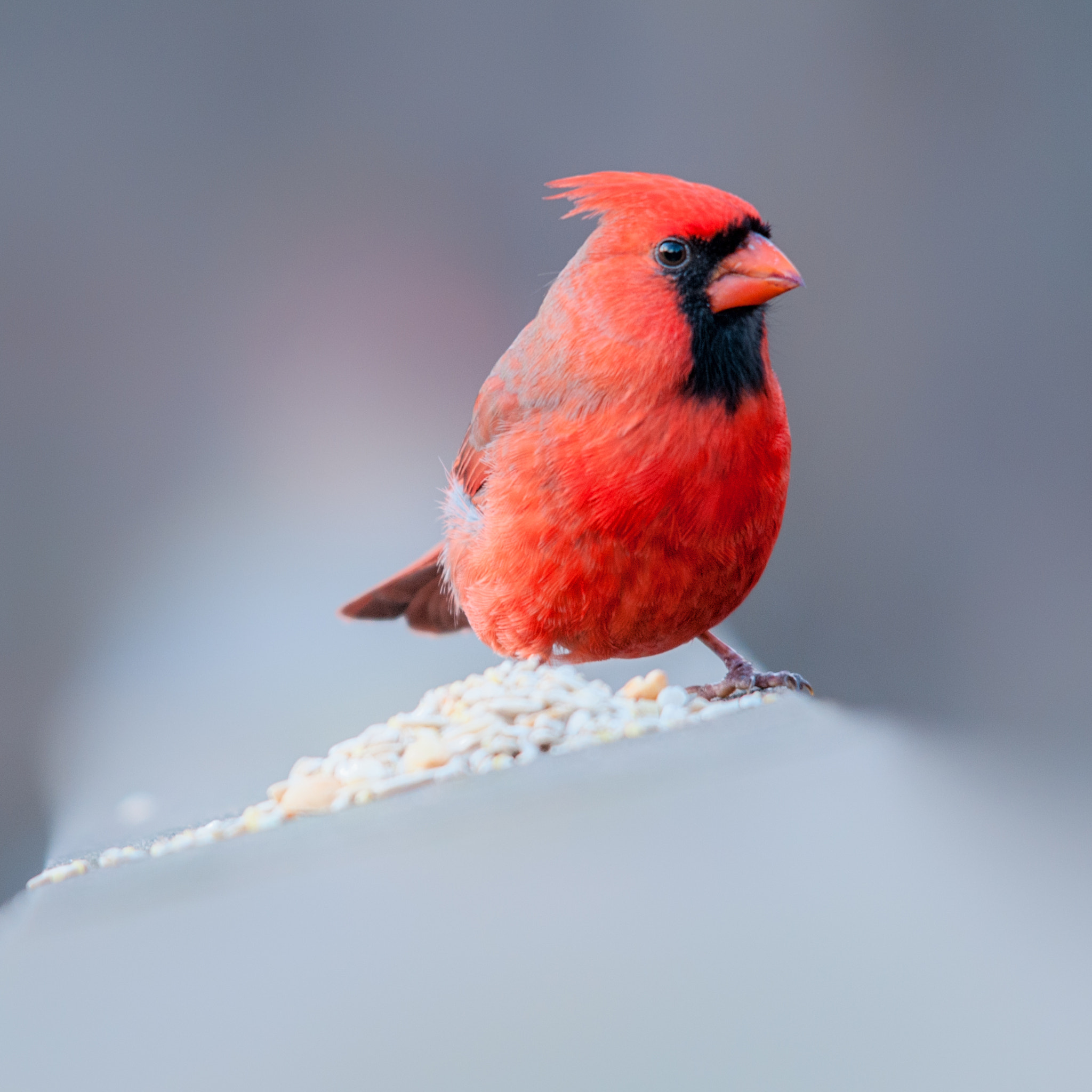 Sigma 150-500mm F5-6.3 DG OS HSM sample photo. Male cardinal photography