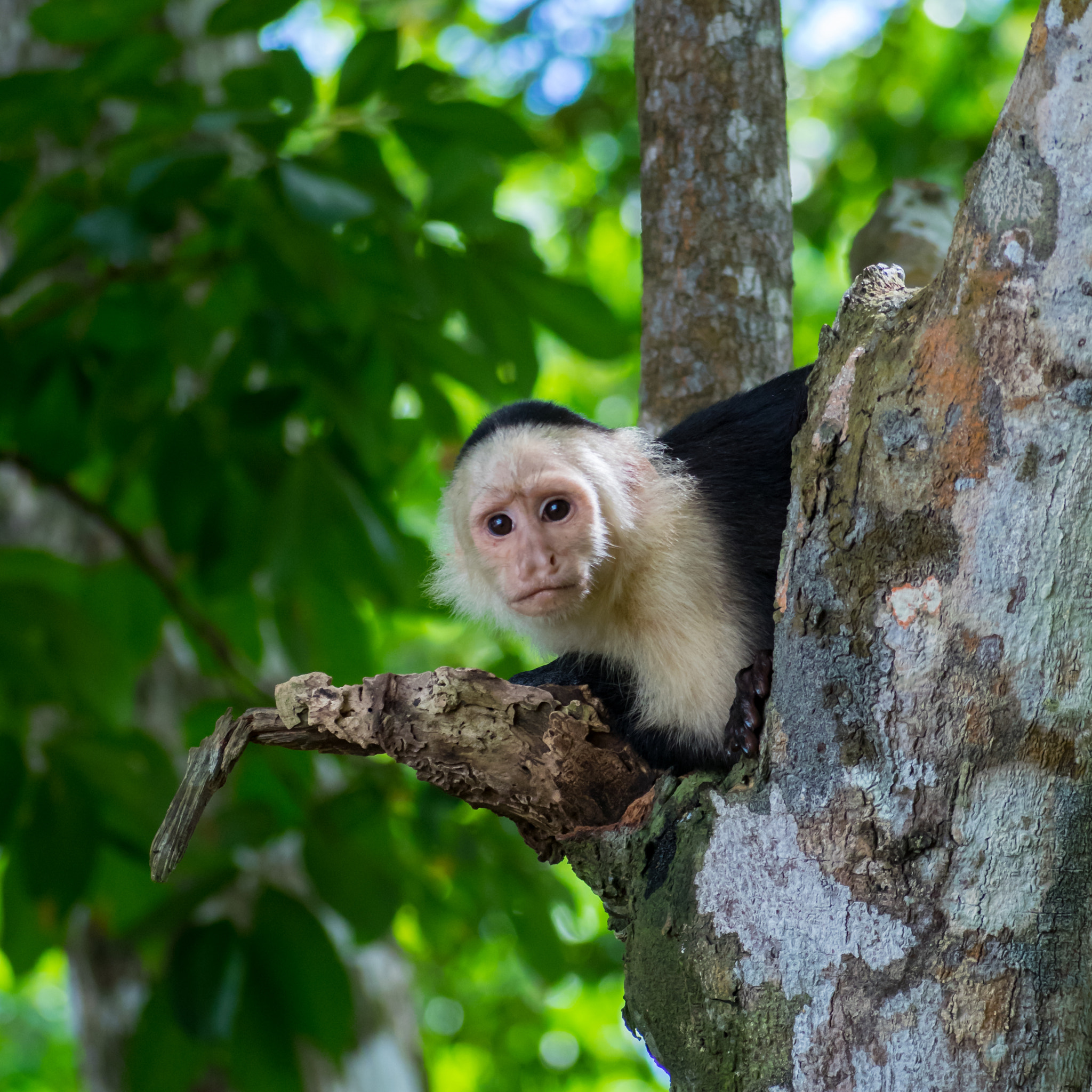 Panasonic Lumix G Vario 45-200mm F4-5.6 OIS sample photo. Curious capuchin photography