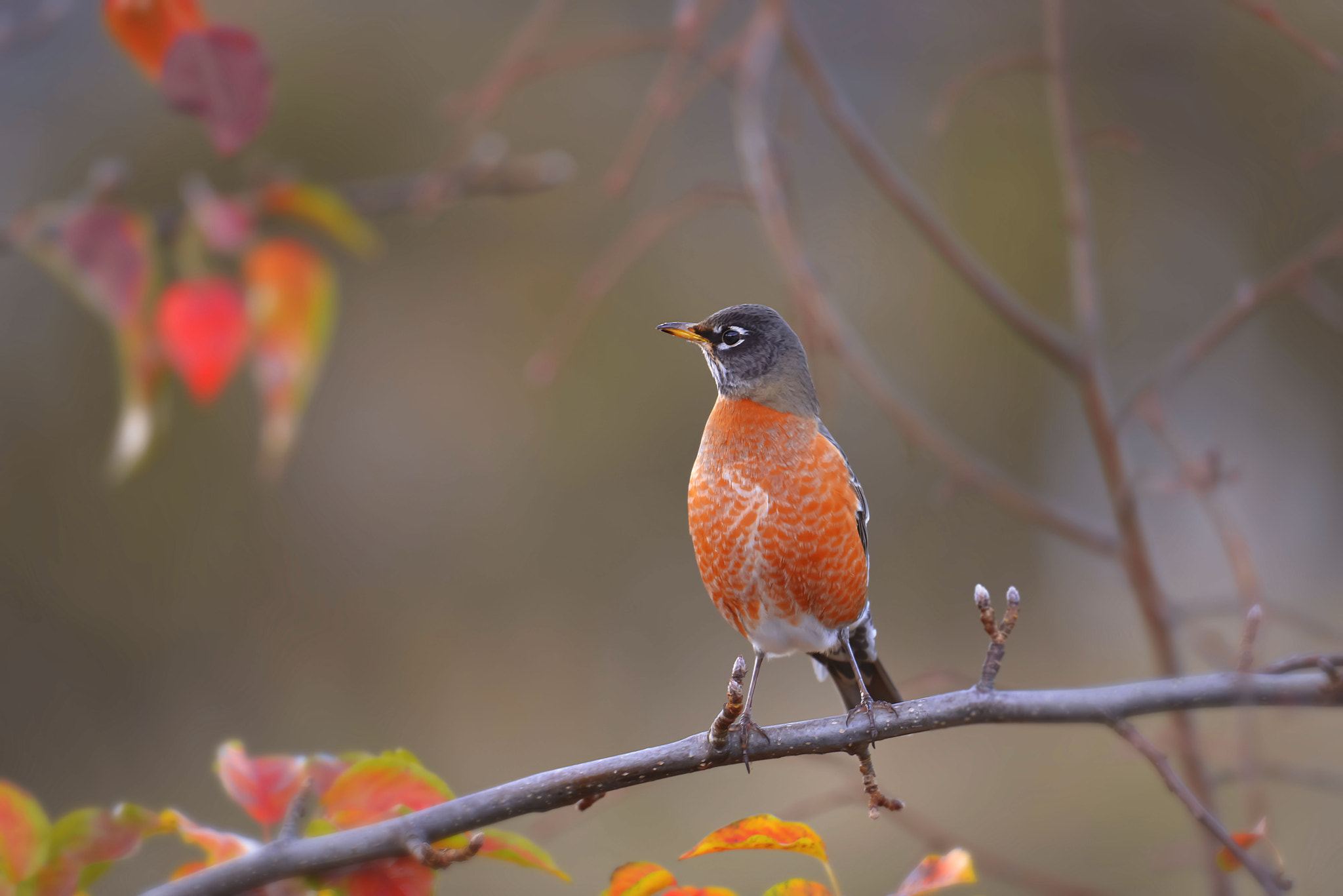 Nikon D800E + Nikon AF-S Nikkor 500mm F4G ED VR sample photo. Until next spring photography