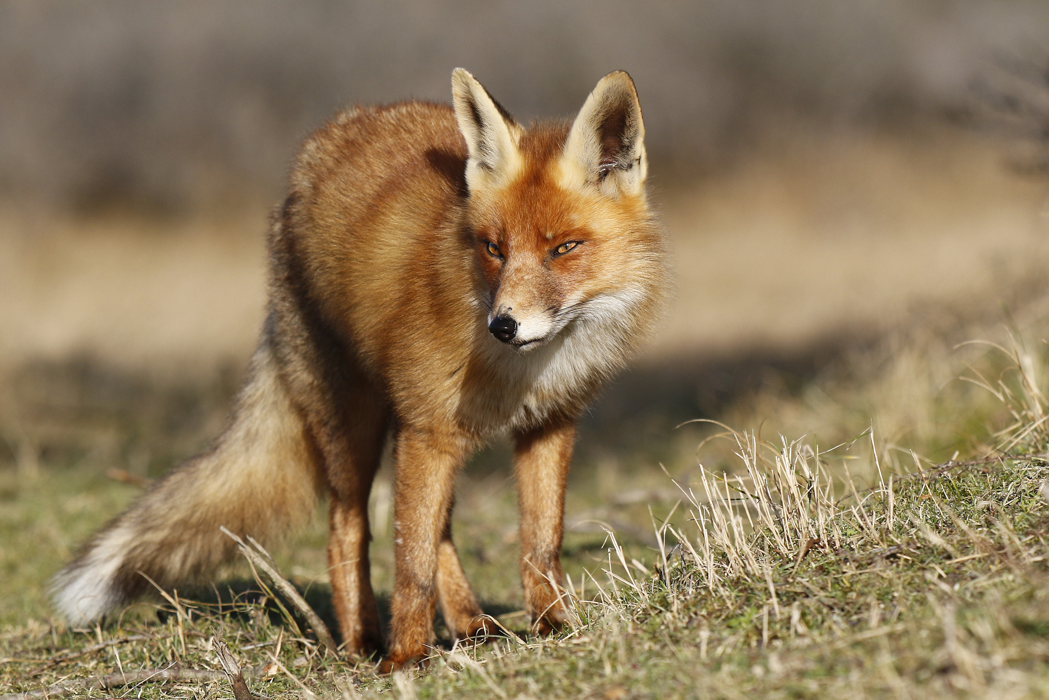 vos (Vulpes vulpes)