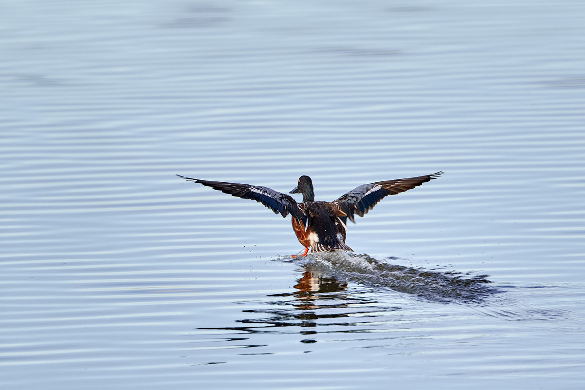 Canon EF 300mm F2.8L IS II USM sample photo. Perfect landing photography