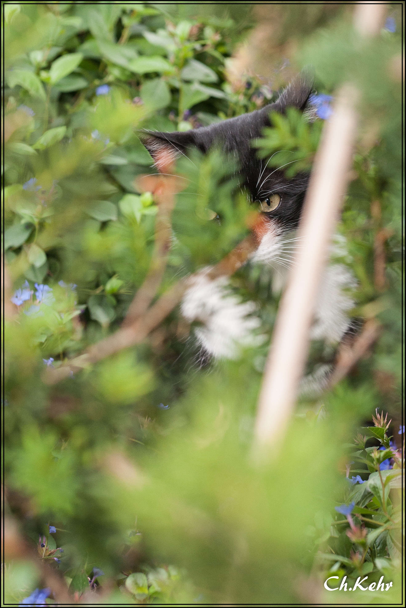 Sigma 105mm F2.8 EX DG OS HSM sample photo. Felix photography