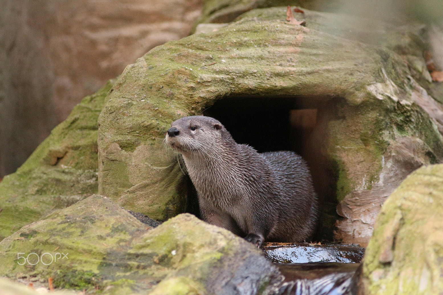 Canon EF 300mm F4L IS USM sample photo. Today's walk in the zoo photography