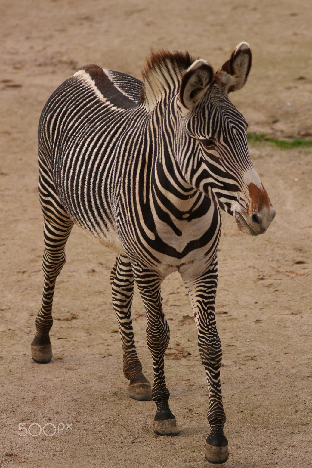 Canon EOS 100D (EOS Rebel SL1 / EOS Kiss X7) + Canon EF 300mm F4L IS USM sample photo. Today's walk in the zoo photography