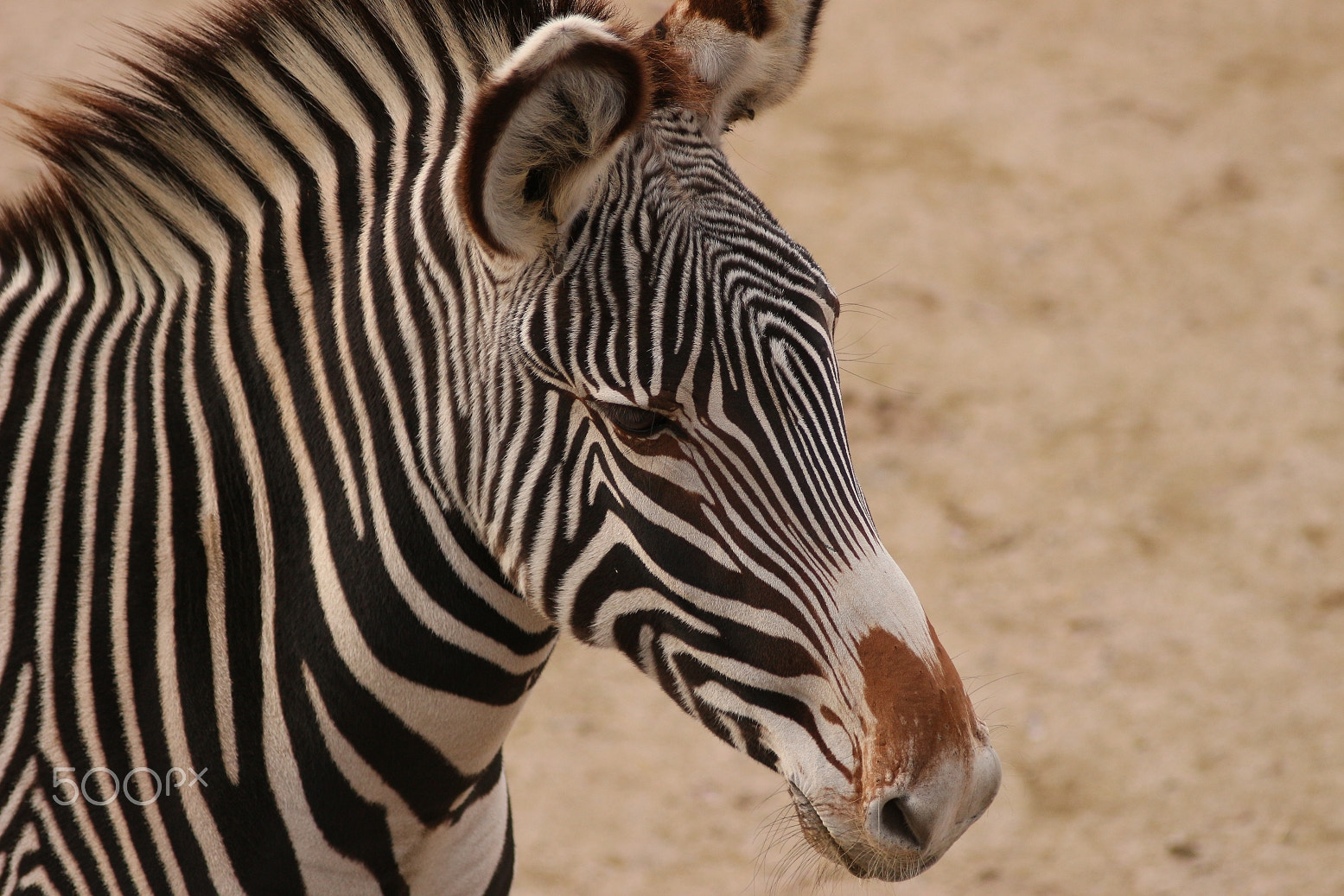 Canon EOS 100D (EOS Rebel SL1 / EOS Kiss X7) + Canon EF 300mm F4L IS USM sample photo. Today's walk in the zoo photography