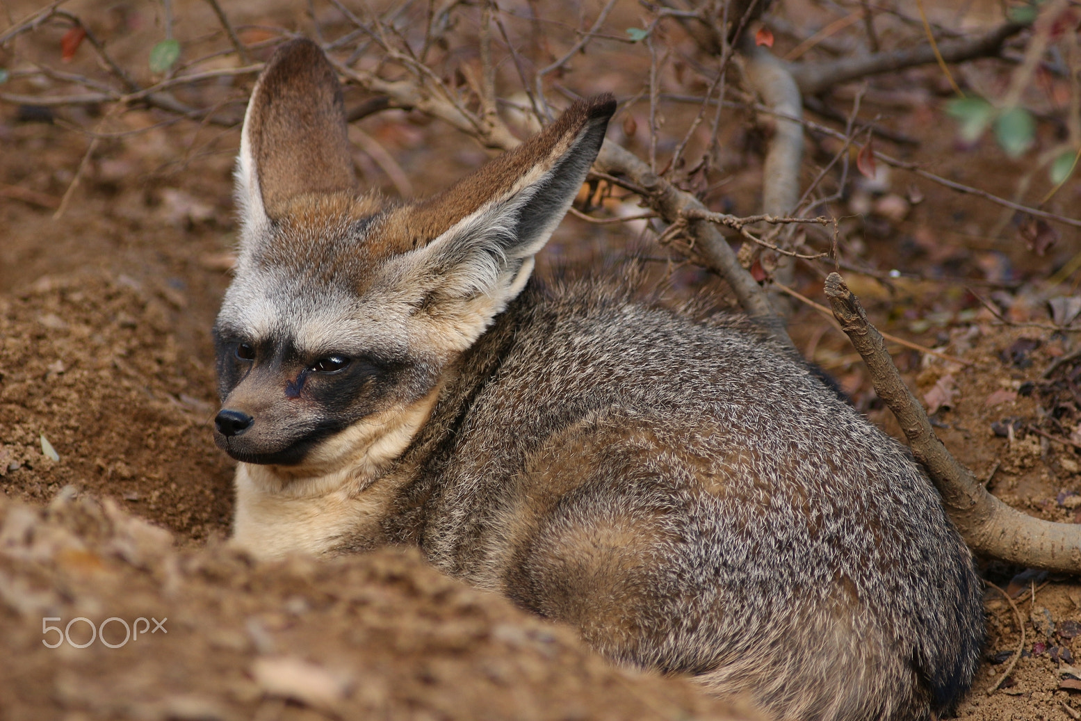 Canon EF 300mm F4L IS USM sample photo. Today's walk in the zoo photography