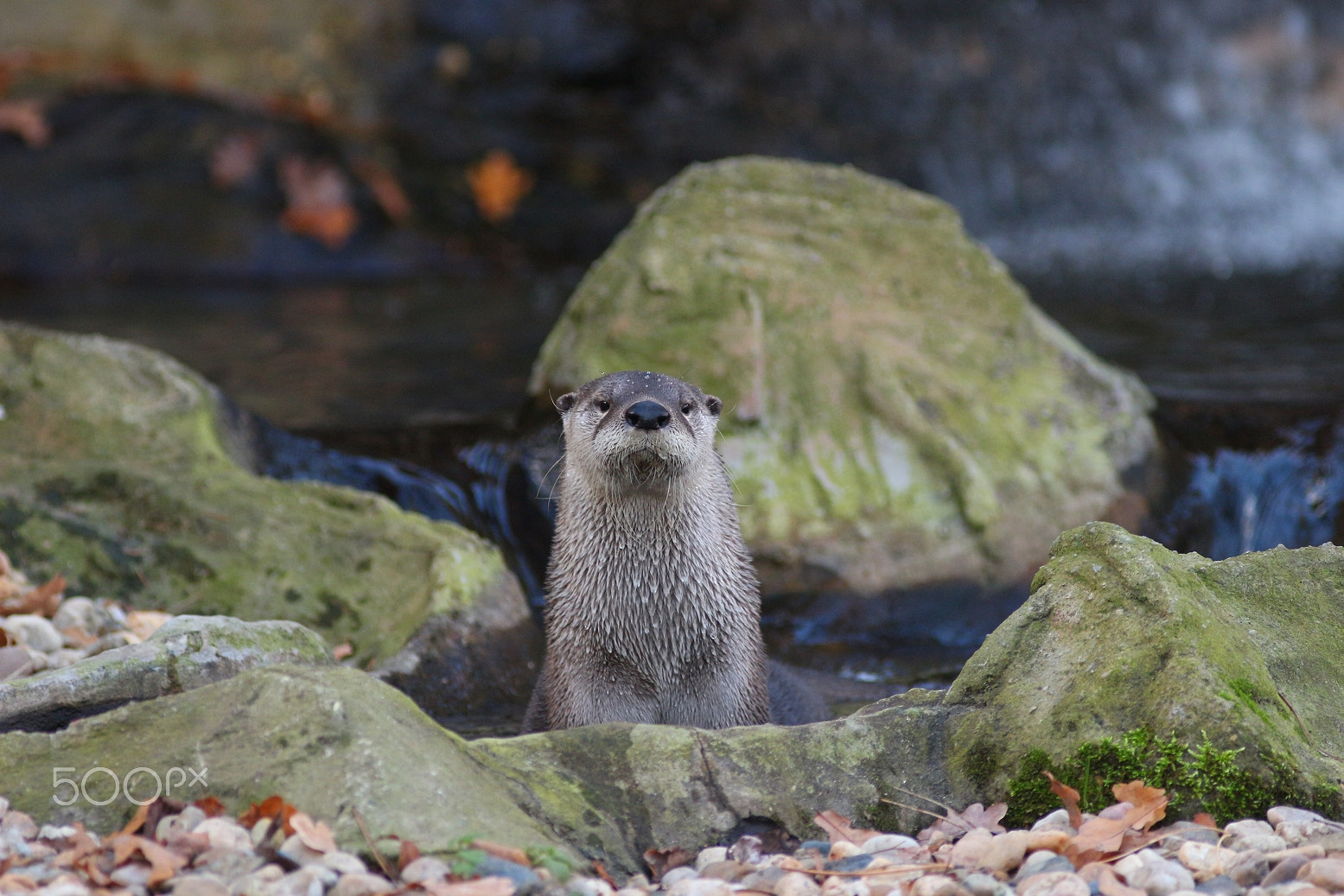 Canon EOS 100D (EOS Rebel SL1 / EOS Kiss X7) + Canon EF 300mm F4L IS USM sample photo. Today's walk in the zoo photography