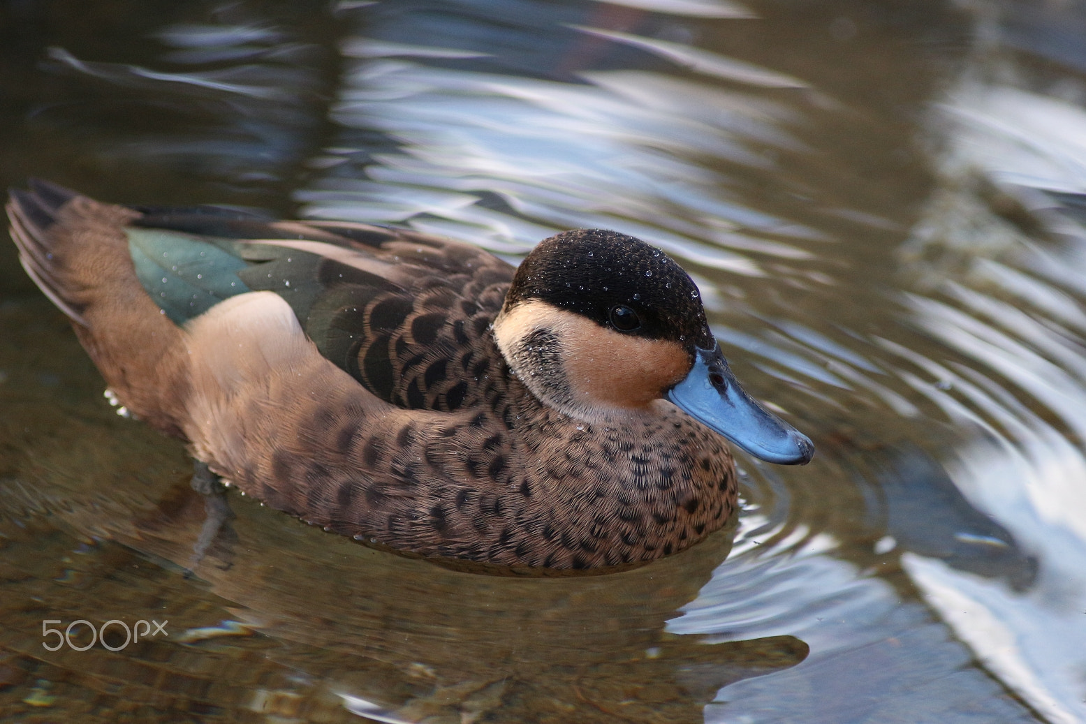 Canon EF 300mm F4L IS USM sample photo. Today's walk in the zoo photography