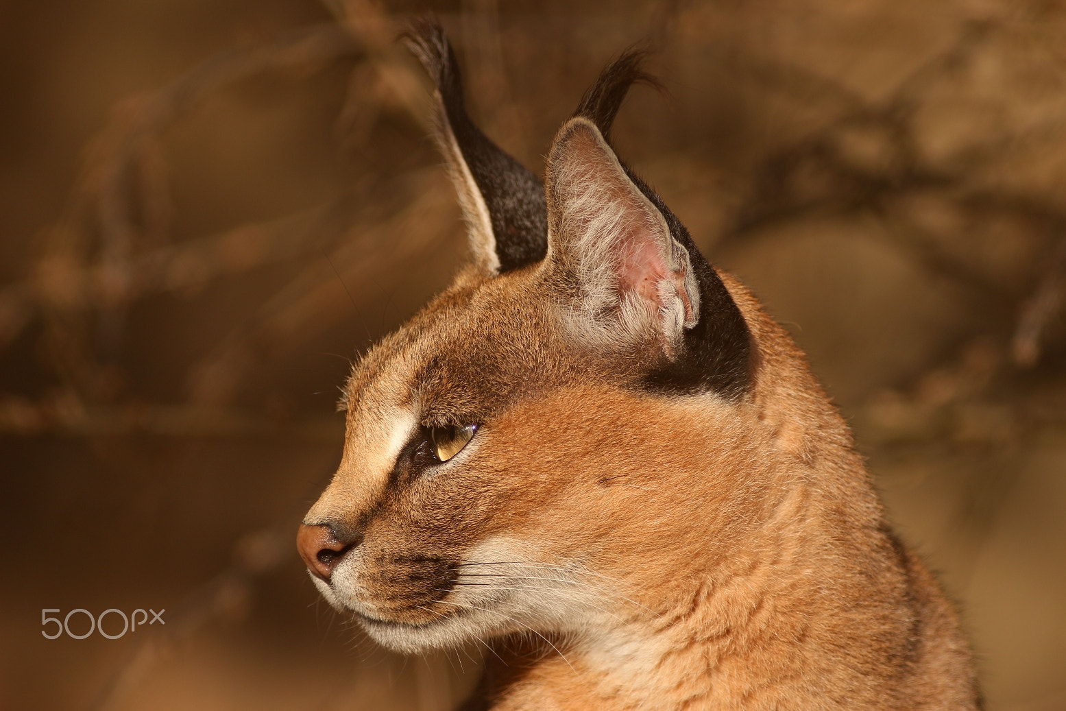 Canon EF 300mm F4L IS USM sample photo. Today's walk in the zoo photography