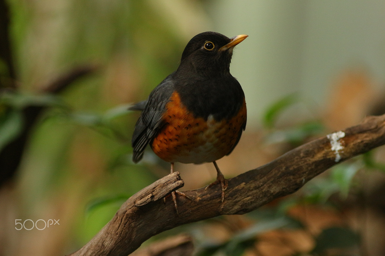 Canon EOS 100D (EOS Rebel SL1 / EOS Kiss X7) + Canon EF 300mm F4L IS USM sample photo. Today's walk in the zoo photography