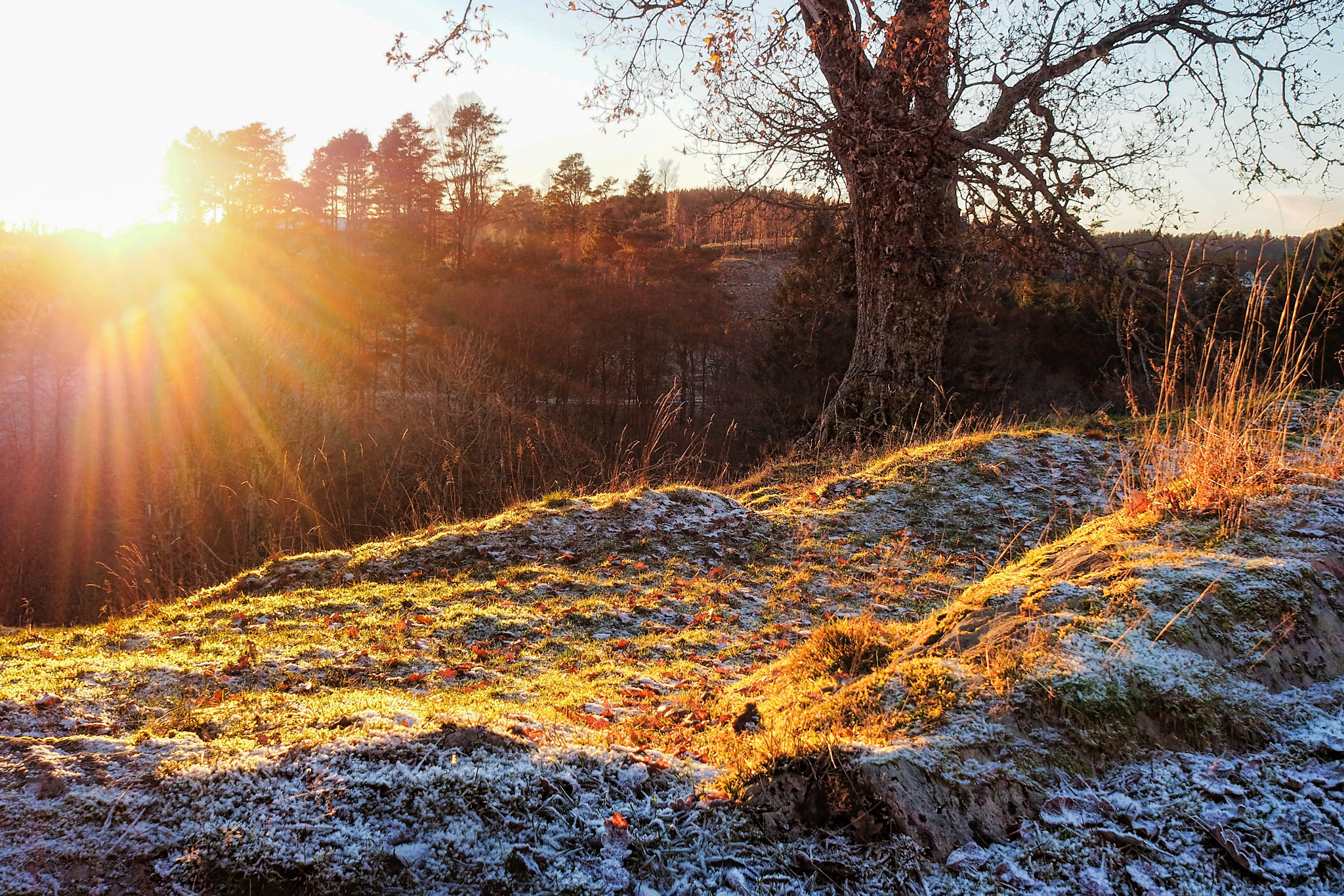 Olympus OM-D E-M5 II + Olympus M.Zuiko Digital 17mm F2.8 Pancake sample photo. First frost photography