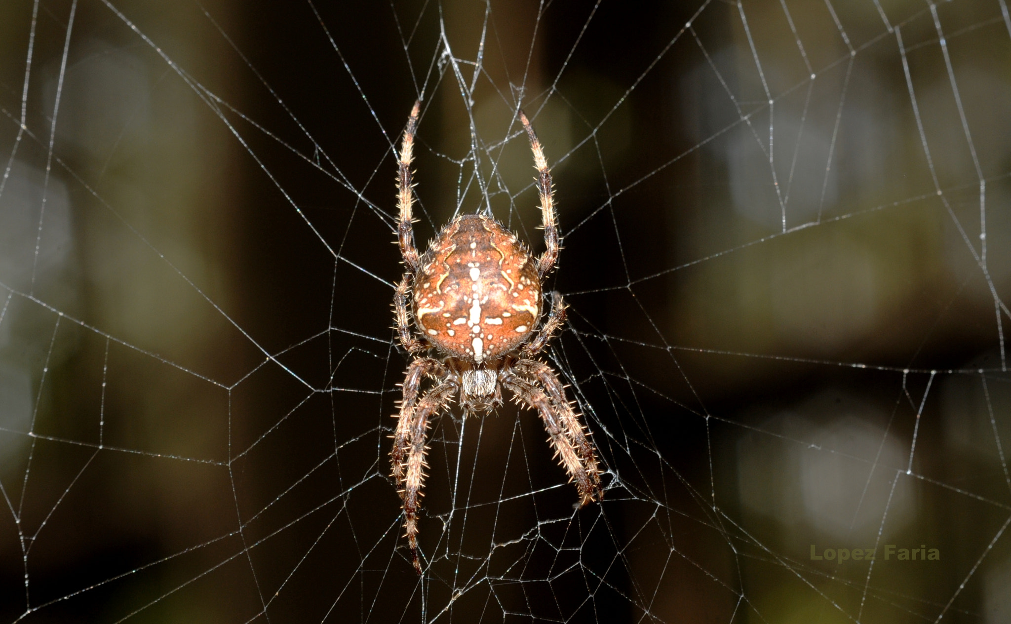 Nikon D300 + Manual Lens No CPU sample photo. The spider photography