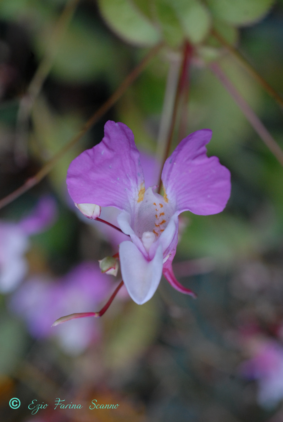 AF Micro-Nikkor 60mm f/2.8 sample photo. Lingua photography