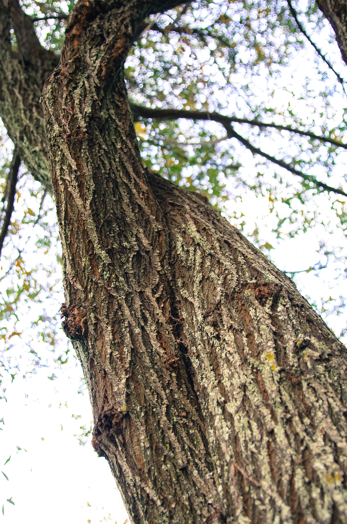 Pentax K-5 sample photo. Natural love photography