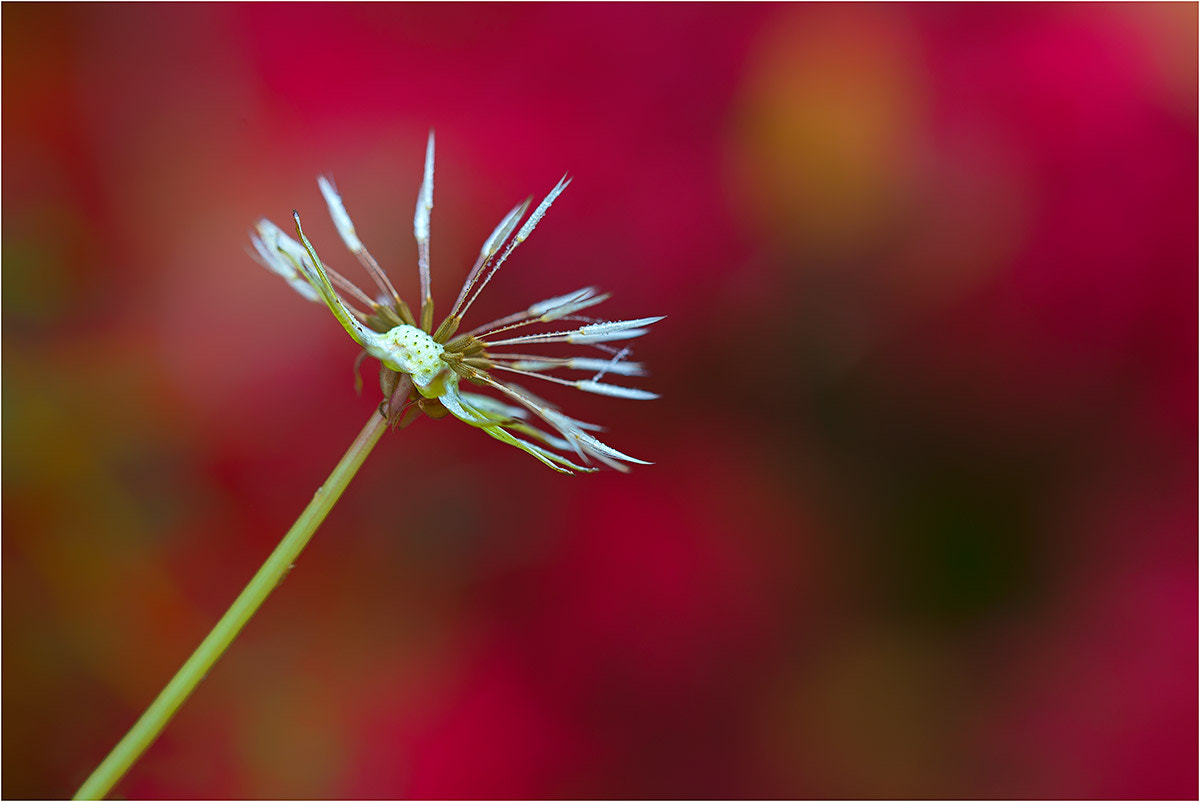 Sigma 150mm F2.8 EX DG OS Macro HSM sample photo. Red photography