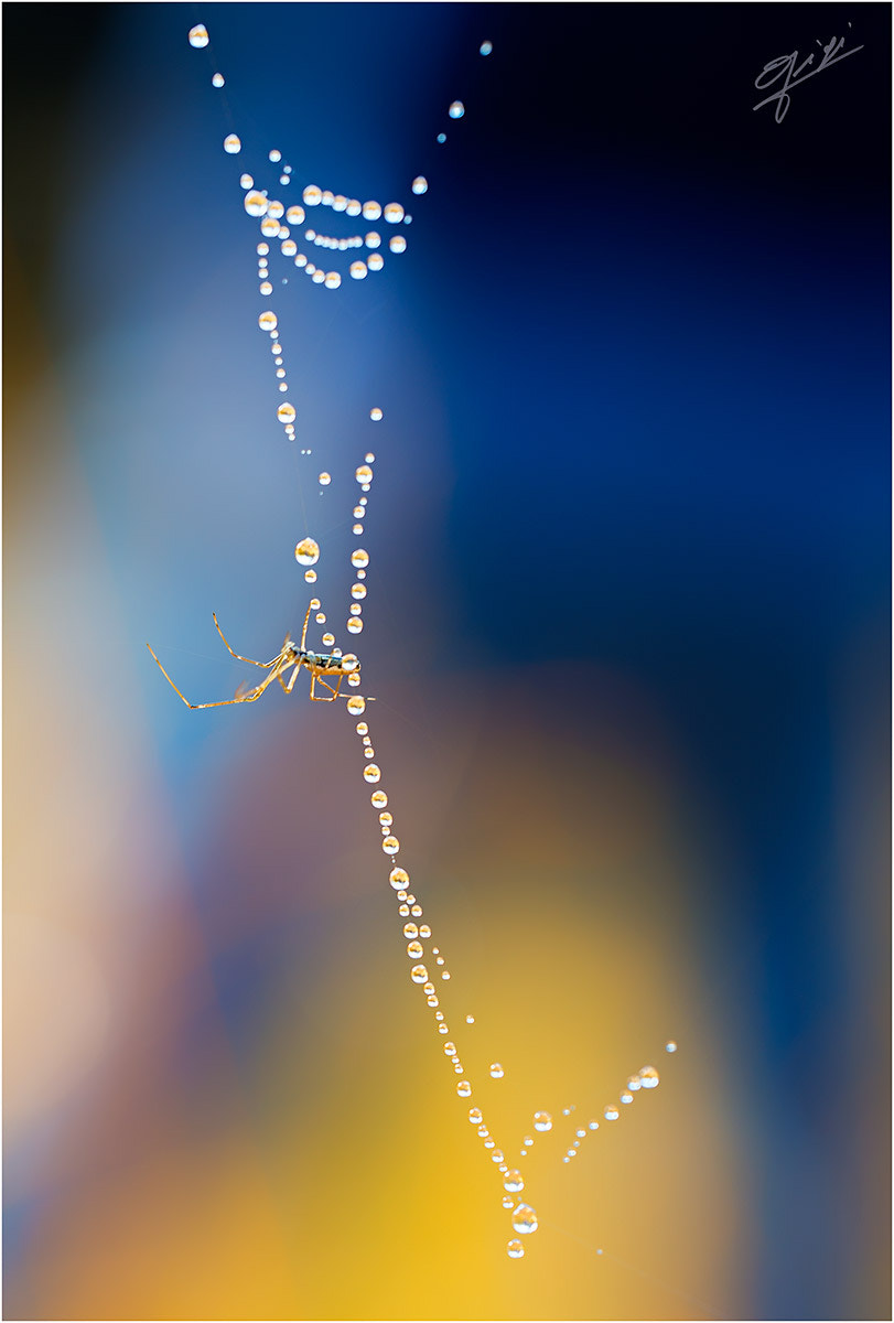 Sigma 150mm F2.8 EX DG OS Macro HSM sample photo. Little spider photography