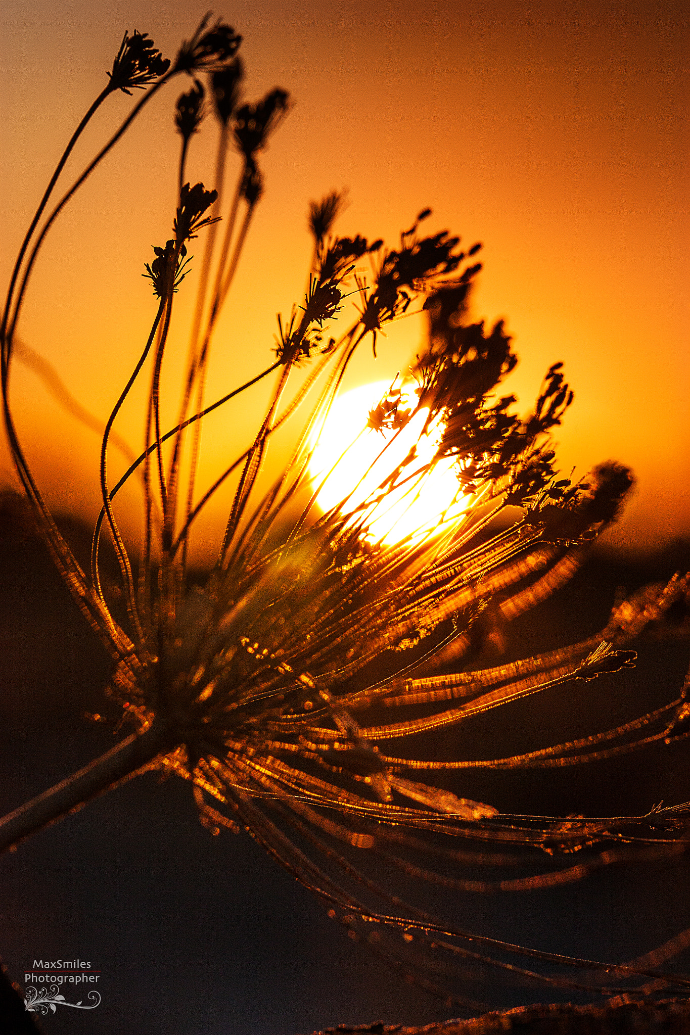 Sigma 105mm F2.8 EX DG OS HSM sample photo. Paint sunset photography