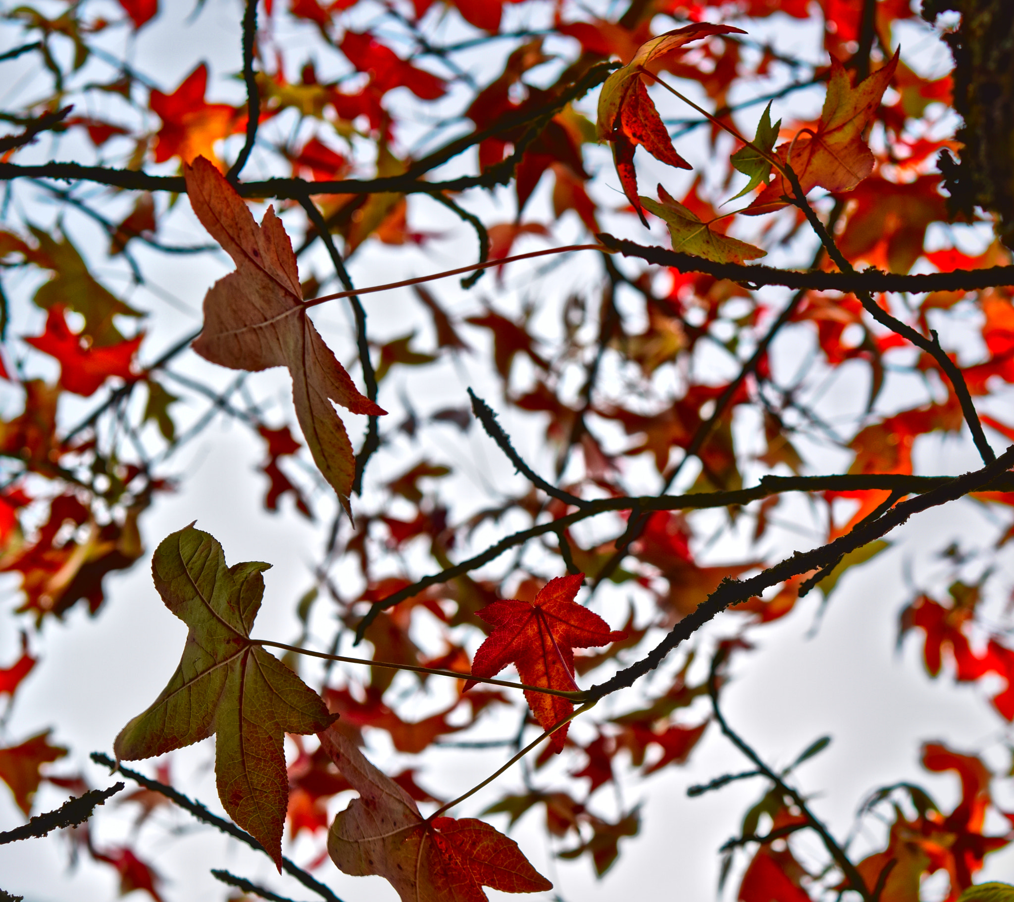Nikon AF-S Micro-Nikkor 60mm F2.8G ED sample photo. Rouden ahorn photography