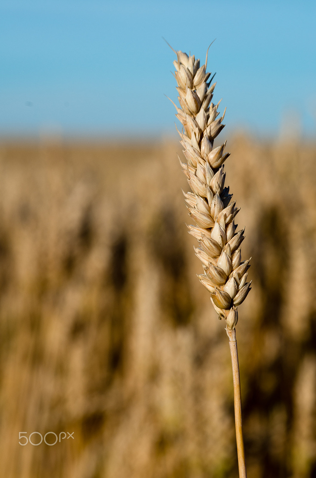 Pentax K-30 + Tamron SP AF 90mm F2.8 Di Macro sample photo. Wheat photography