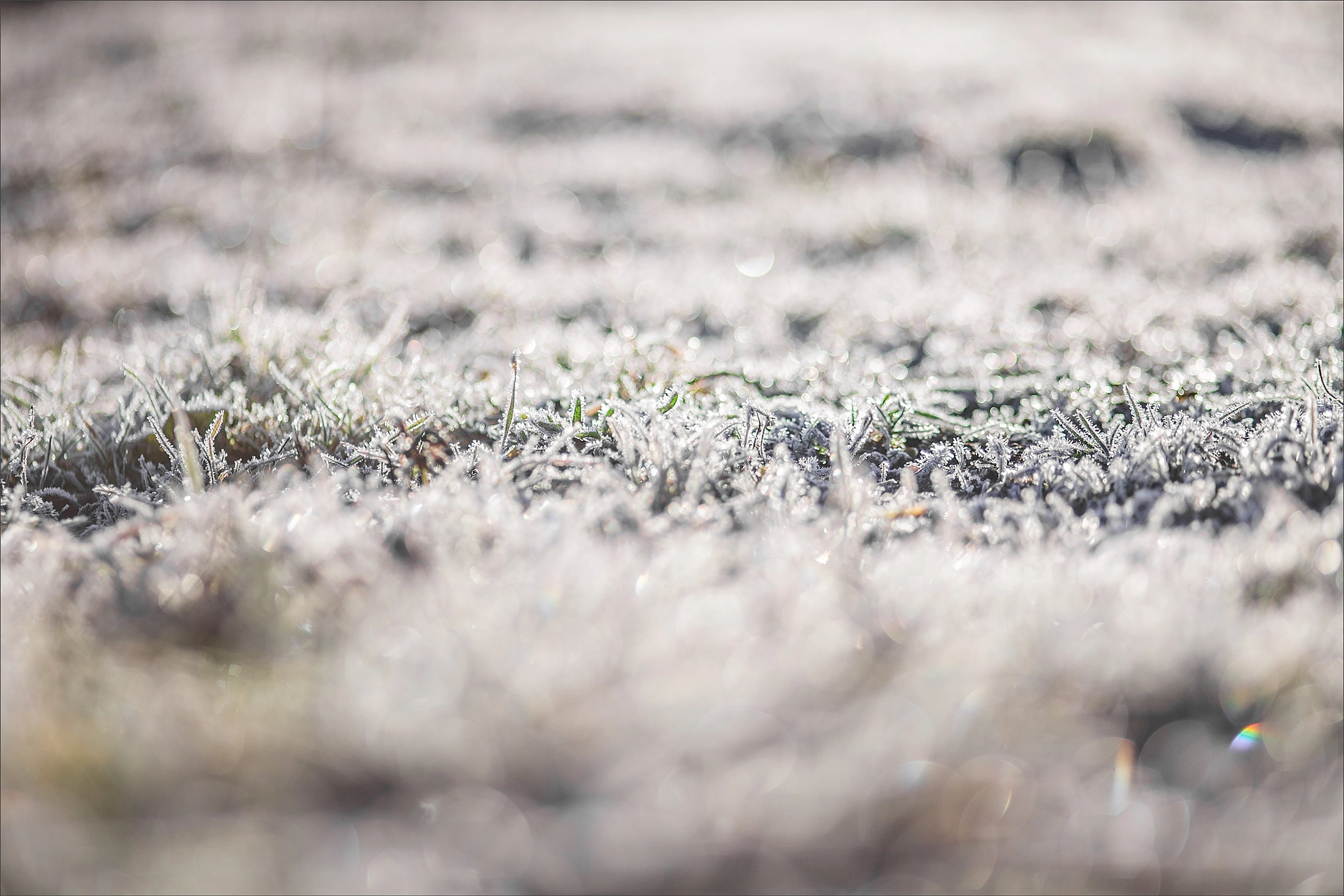 Canon EOS 5D + Canon EF 100mm F2.0 USM sample photo. The frost photography