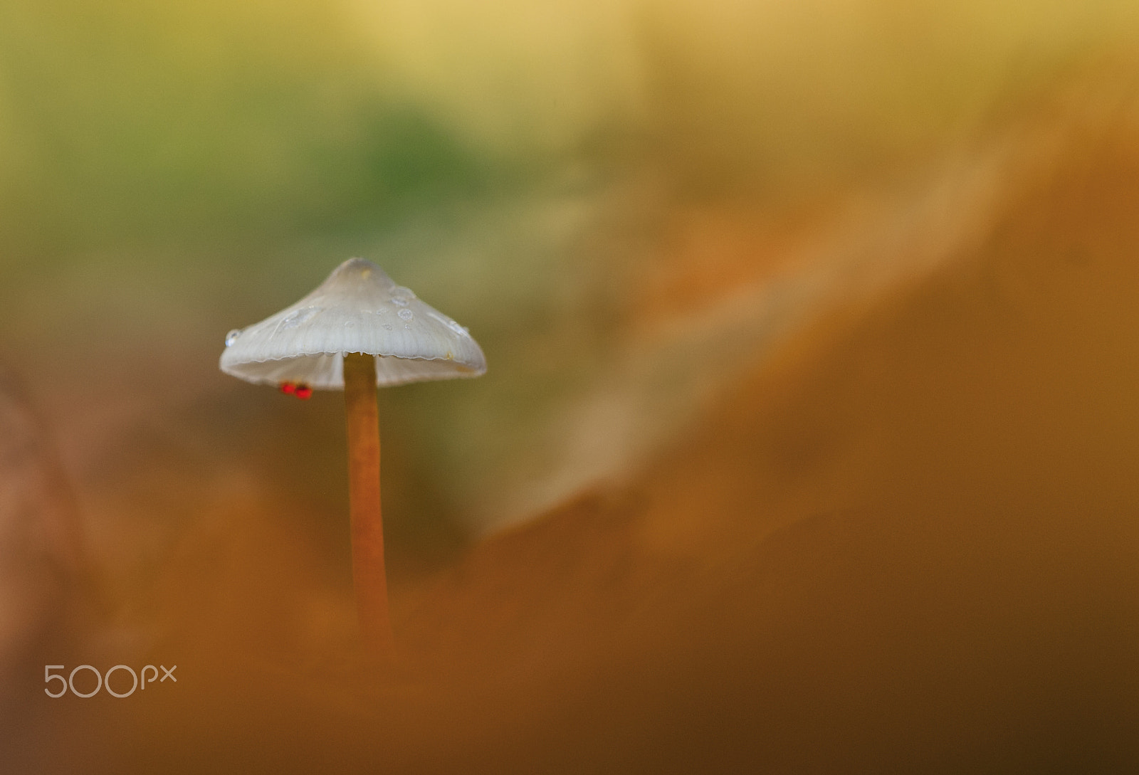 Sigma 150mm F2.8 EX DG Macro HSM sample photo. The colors of autumn photography