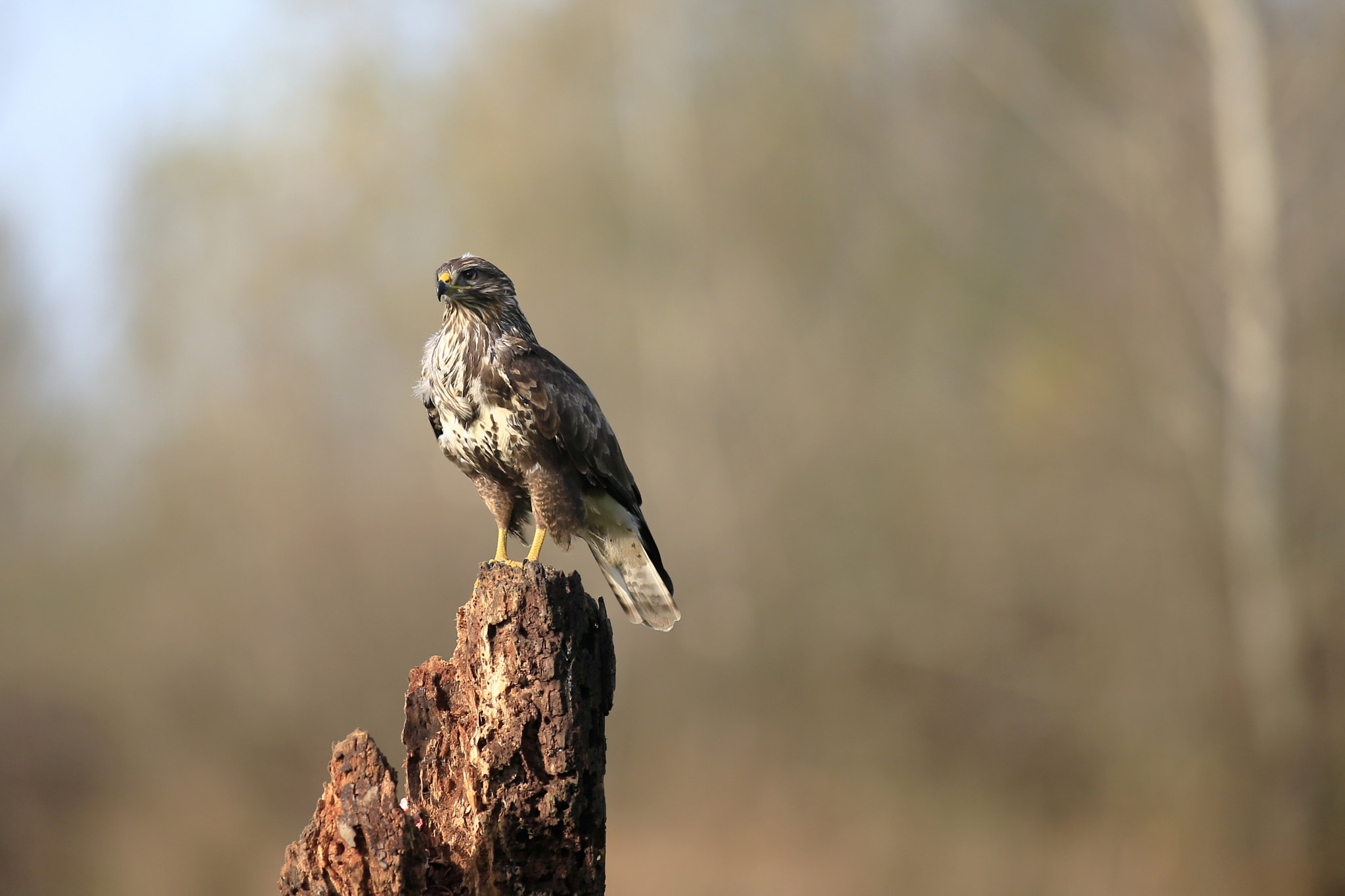 Canon EOS-1D X + Canon EF 300mm f/2.8L sample photo. Poiana photography