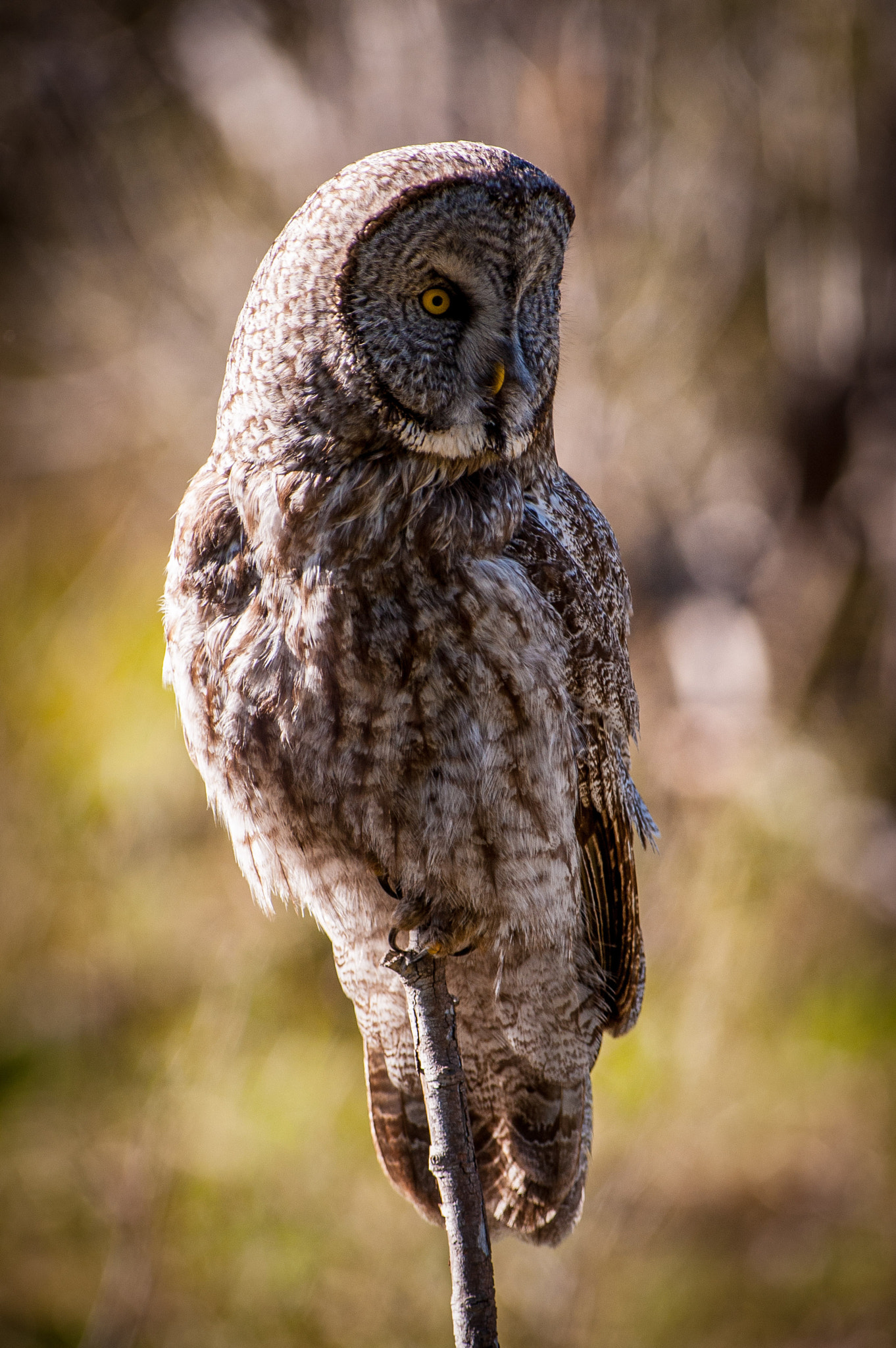 Nikon AF-S Nikkor 300mm F2.8G ED VR II sample photo. Bard owl grand teton np photography