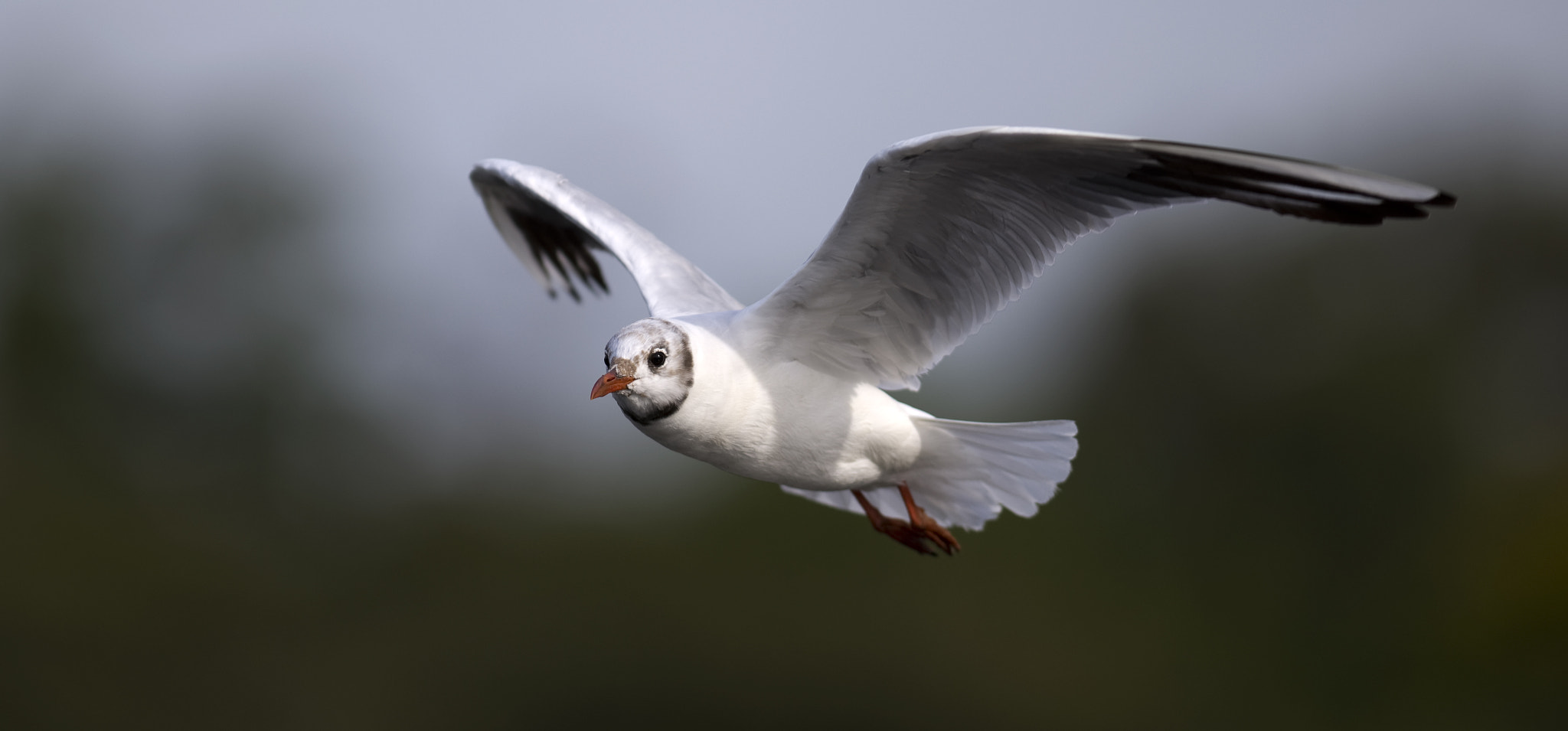 Nikon D610 + Nikon AF-S Nikkor 300mm F2.8G ED-IF VR sample photo. Black headed gull photography