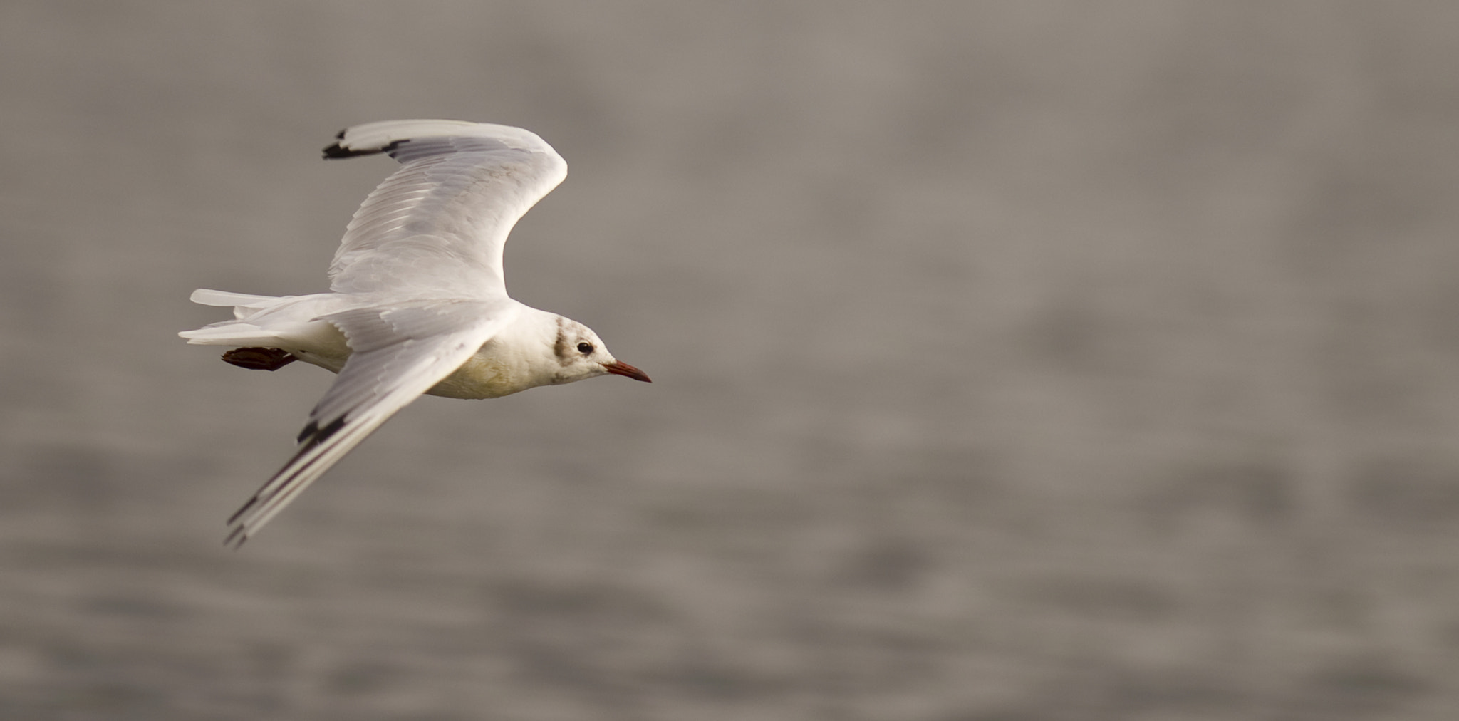 Nikon AF-S Nikkor 300mm F2.8G ED-IF VR sample photo. Black headed gull photography