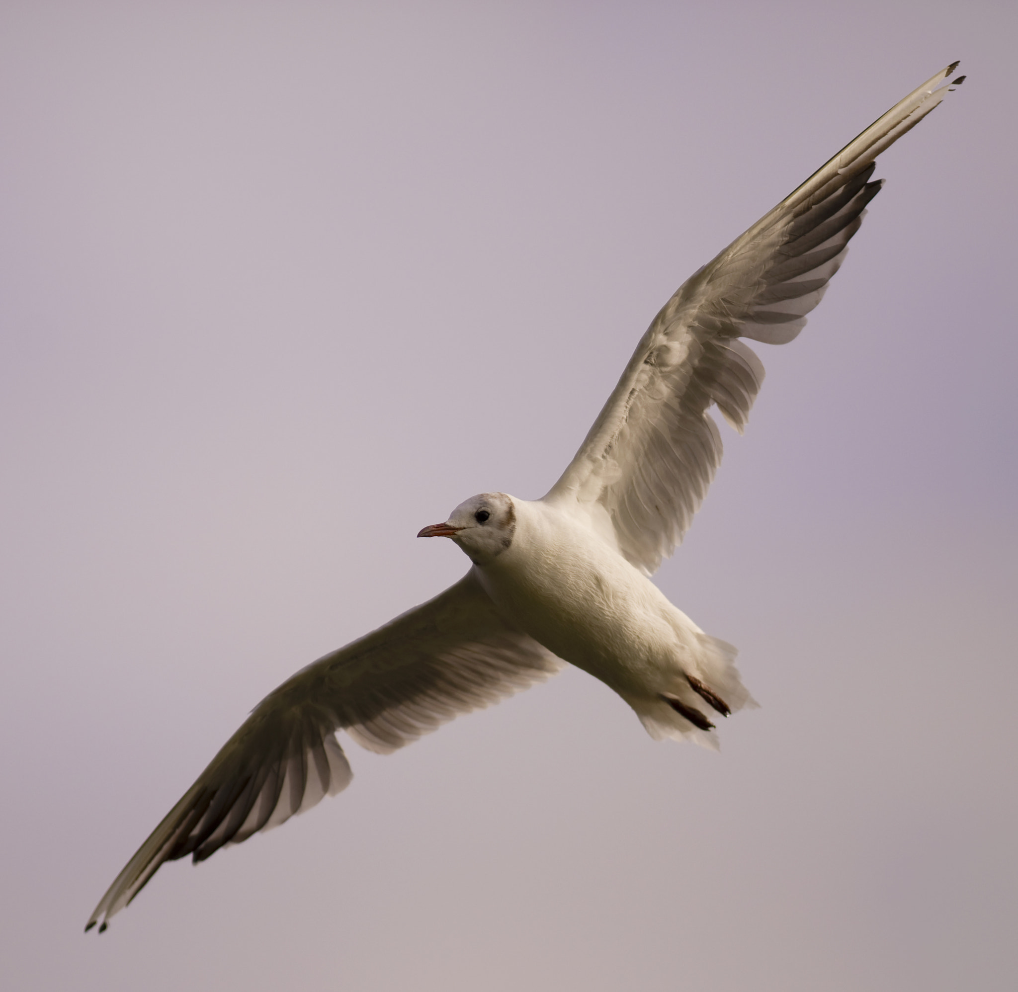Nikon AF-S Nikkor 300mm F2.8G ED-IF VR sample photo. Black headed gull photography