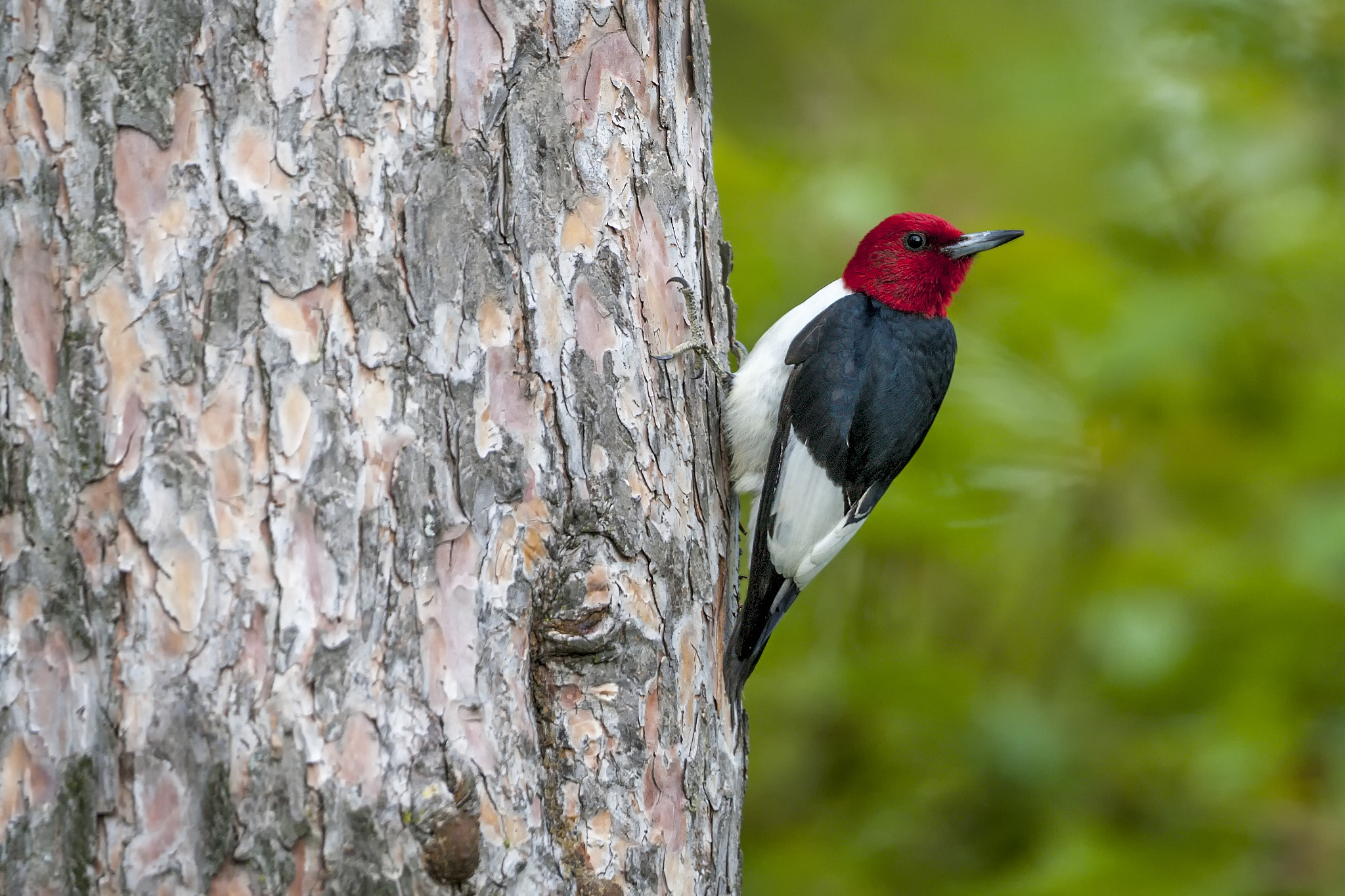 Canon EOS-1D Mark III + Canon EF 500mm F4L IS USM sample photo. Red headed woodpecker photography