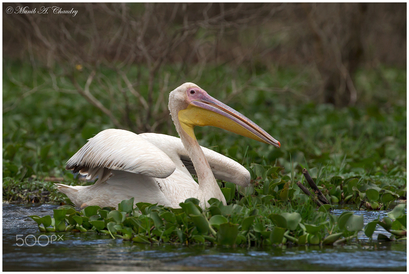 Canon EF 200-400mm F4L IS USM Extender 1.4x sample photo. The great white! photography