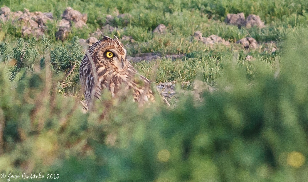 Canon EOS-1D Mark IV + Canon EF 400mm F5.6L USM sample photo