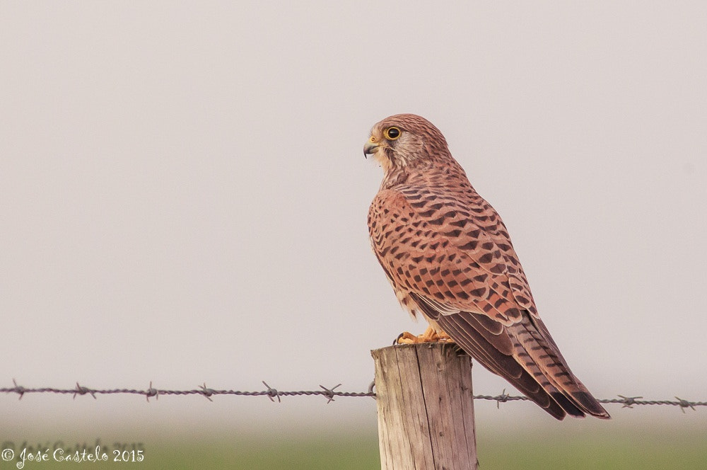 Canon EOS-1D Mark IV + Canon EF 400mm F5.6L USM sample photo