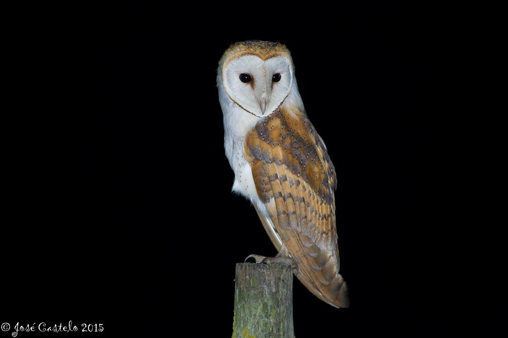 Canon EOS-1D Mark IV + Canon EF 400mm F5.6L USM sample photo